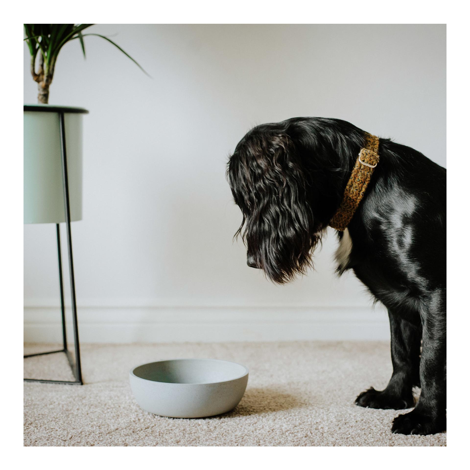 District70 Gamelle pour chien Bamboo Dog Bowl - dark grey