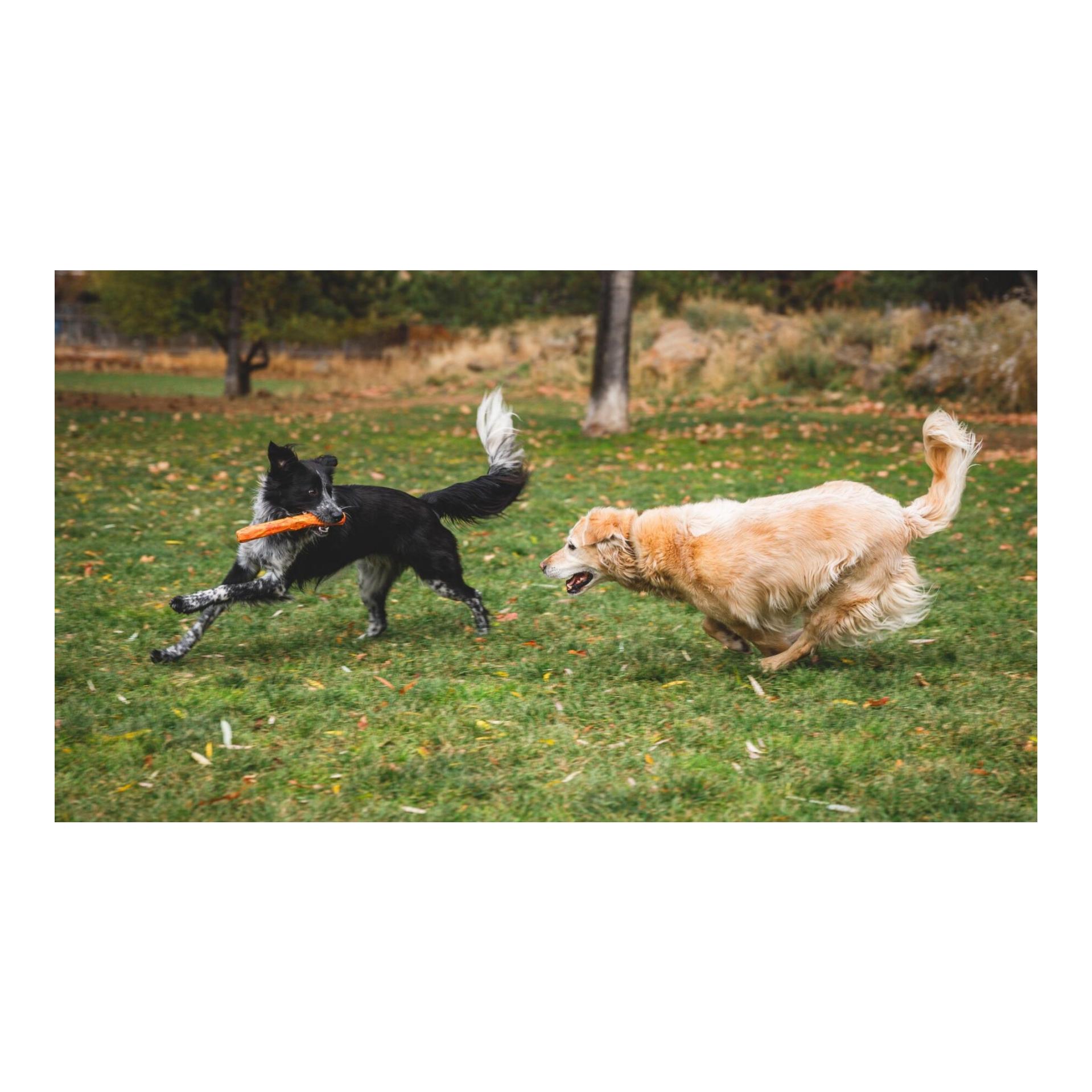 Ruffwear Hundespielzeug Gnawt-a-Stick