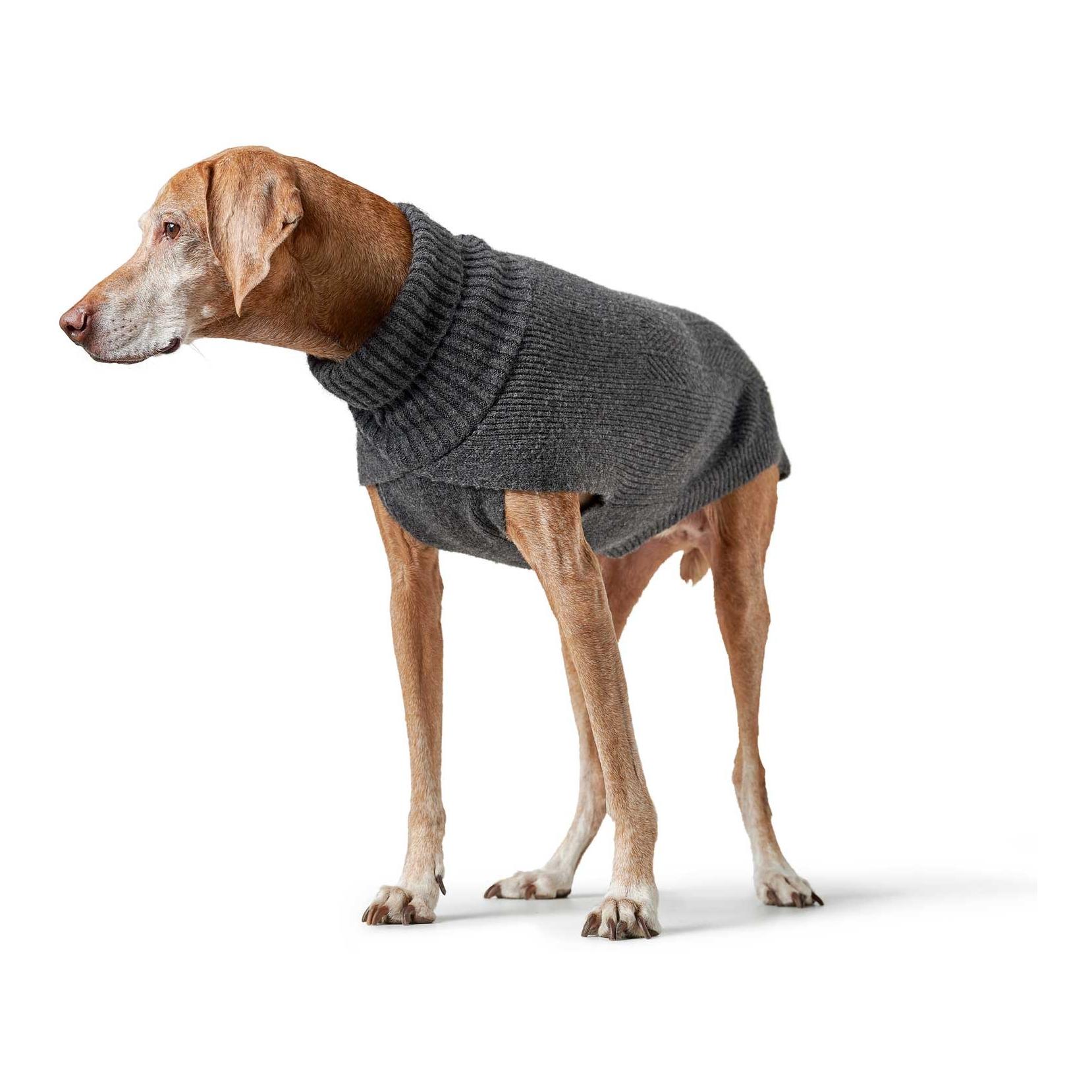 Hunter Pull pour chien Genève
