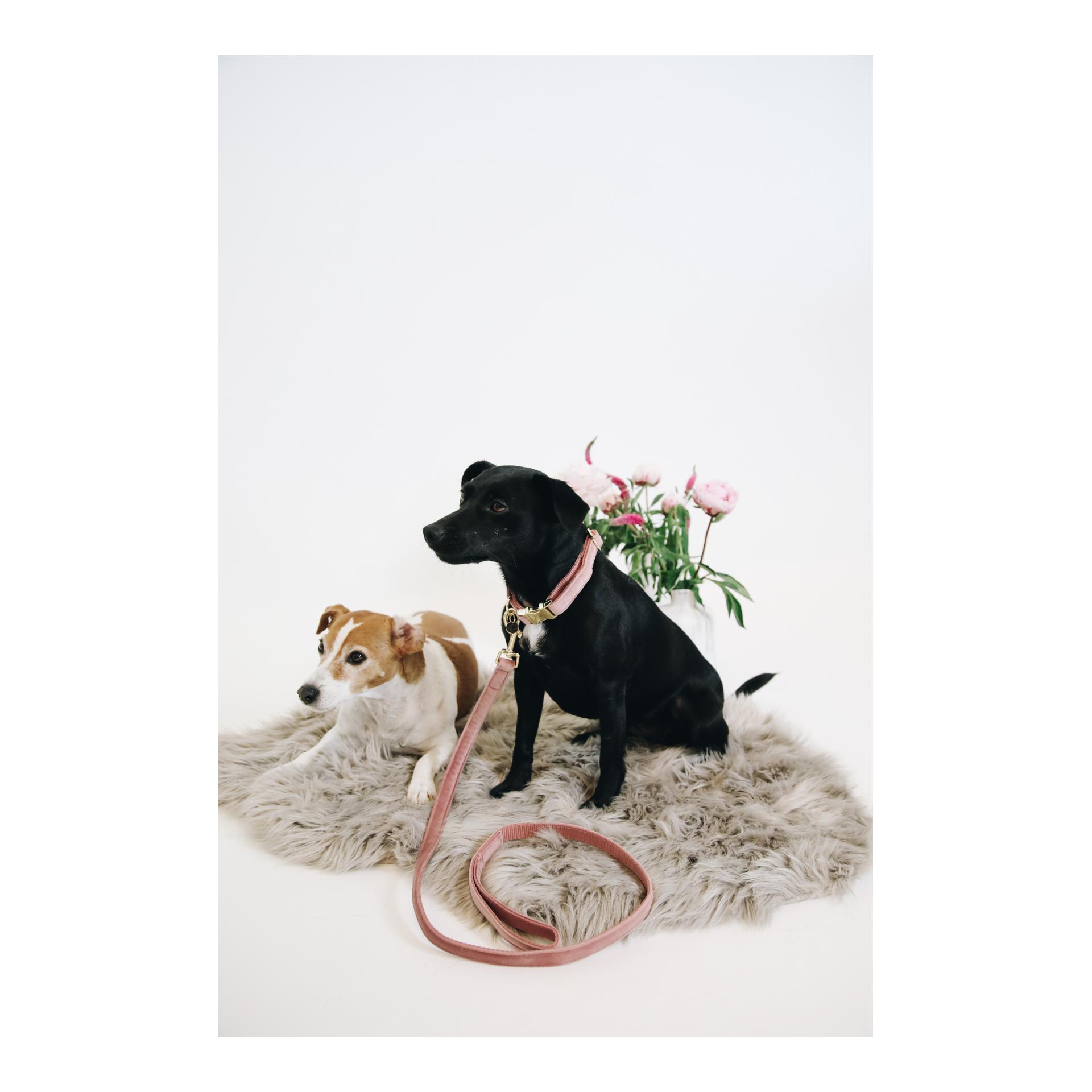Kentucky Dogwear Laisse pour chien Velvet - old rose