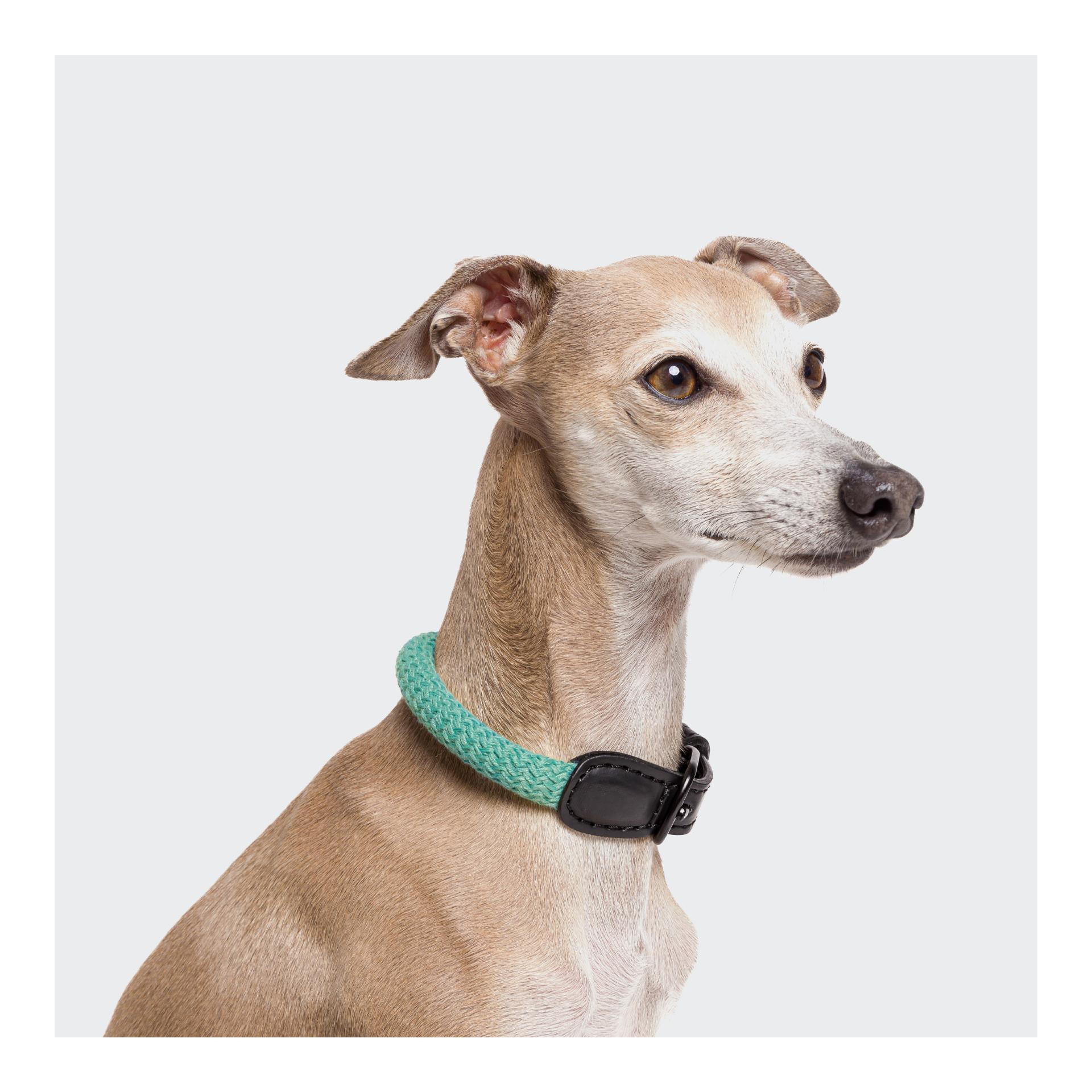 Cloud 7 Collier pour chien Mauerpark