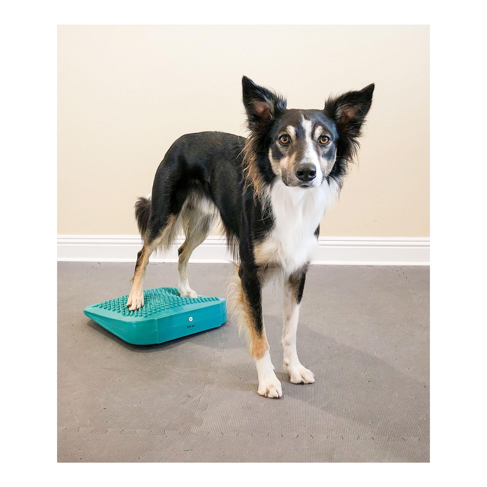 FitPaws Balance Ramp