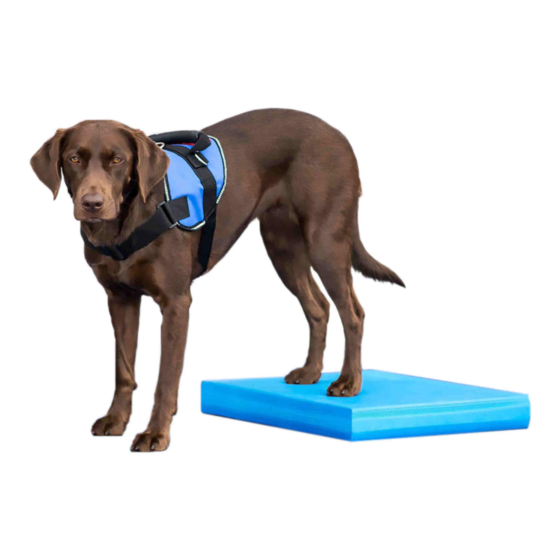 FitPaws Balance Pad