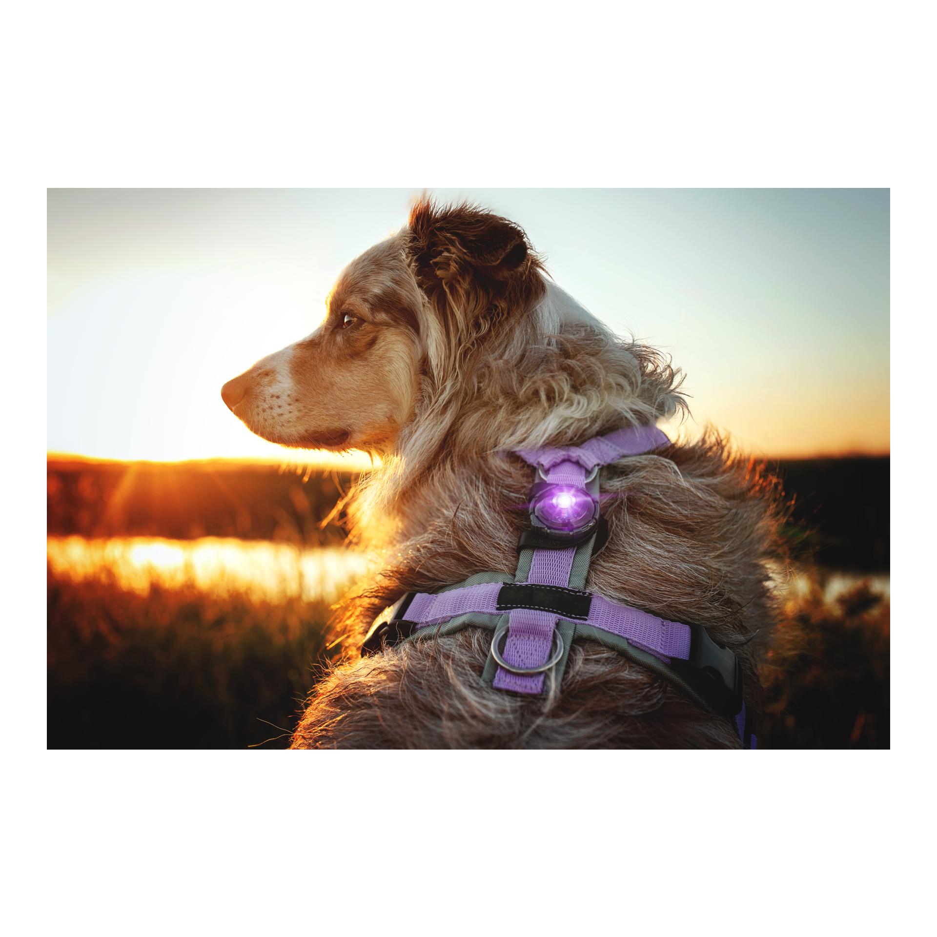 Orbiloc Safety Light Orbiloc Dog Dual - violett