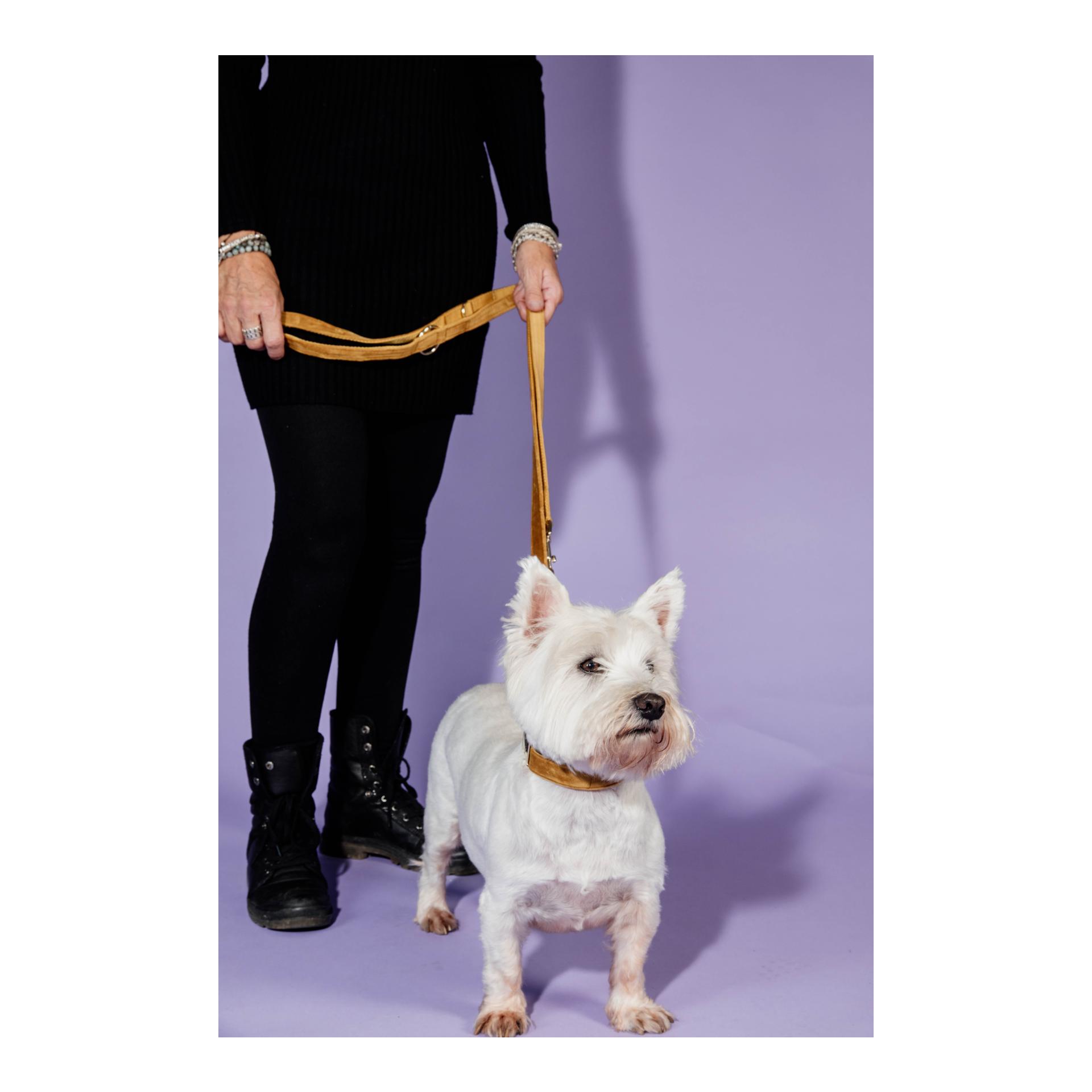 Kentucky Dogwear Laisse pour chien Velvet - bordeaux