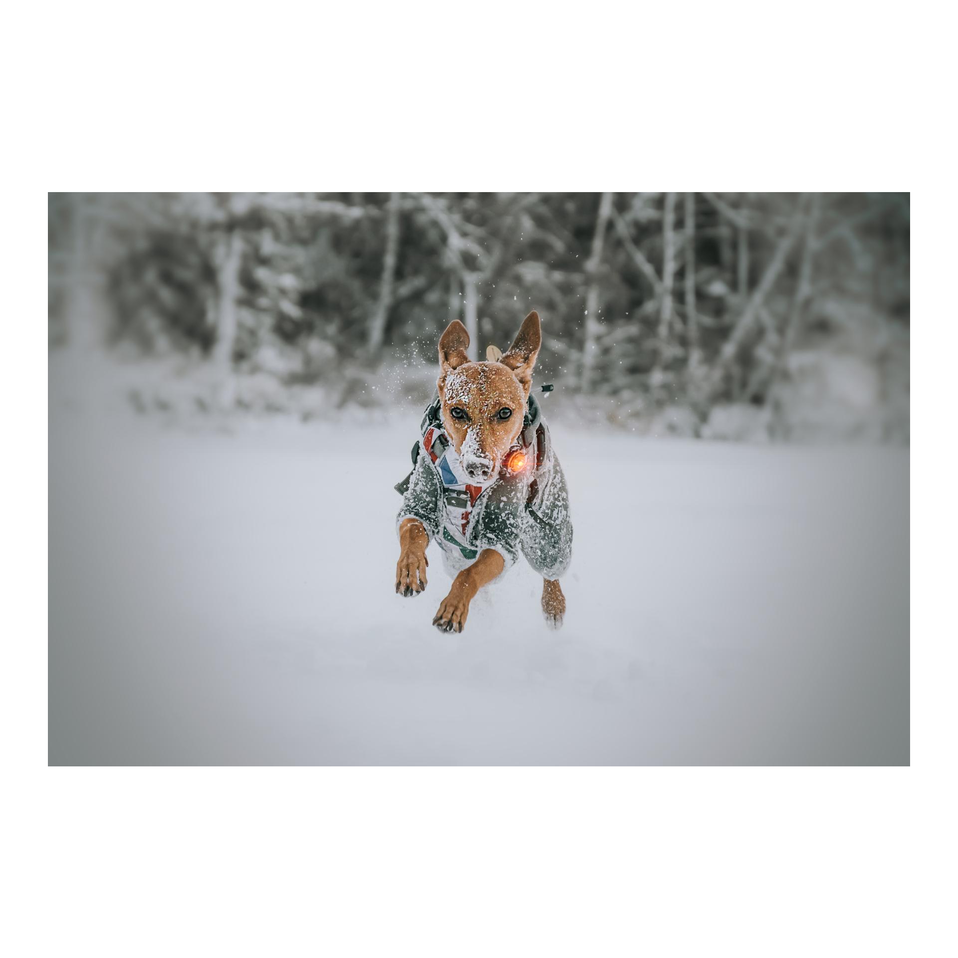 Orbiloc Safety Light Orbiloc Dog Dual - gelb