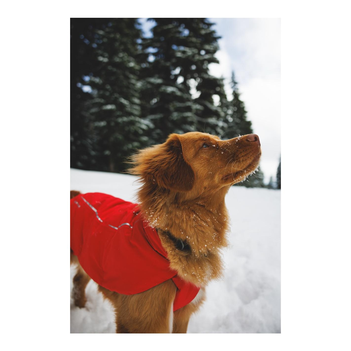 Ruffwear Powder Hound™ Wasserdichte wattierte Hundeweste