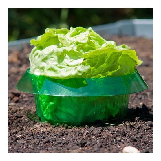 Windhager Anneau anti-limaces - vert transparent