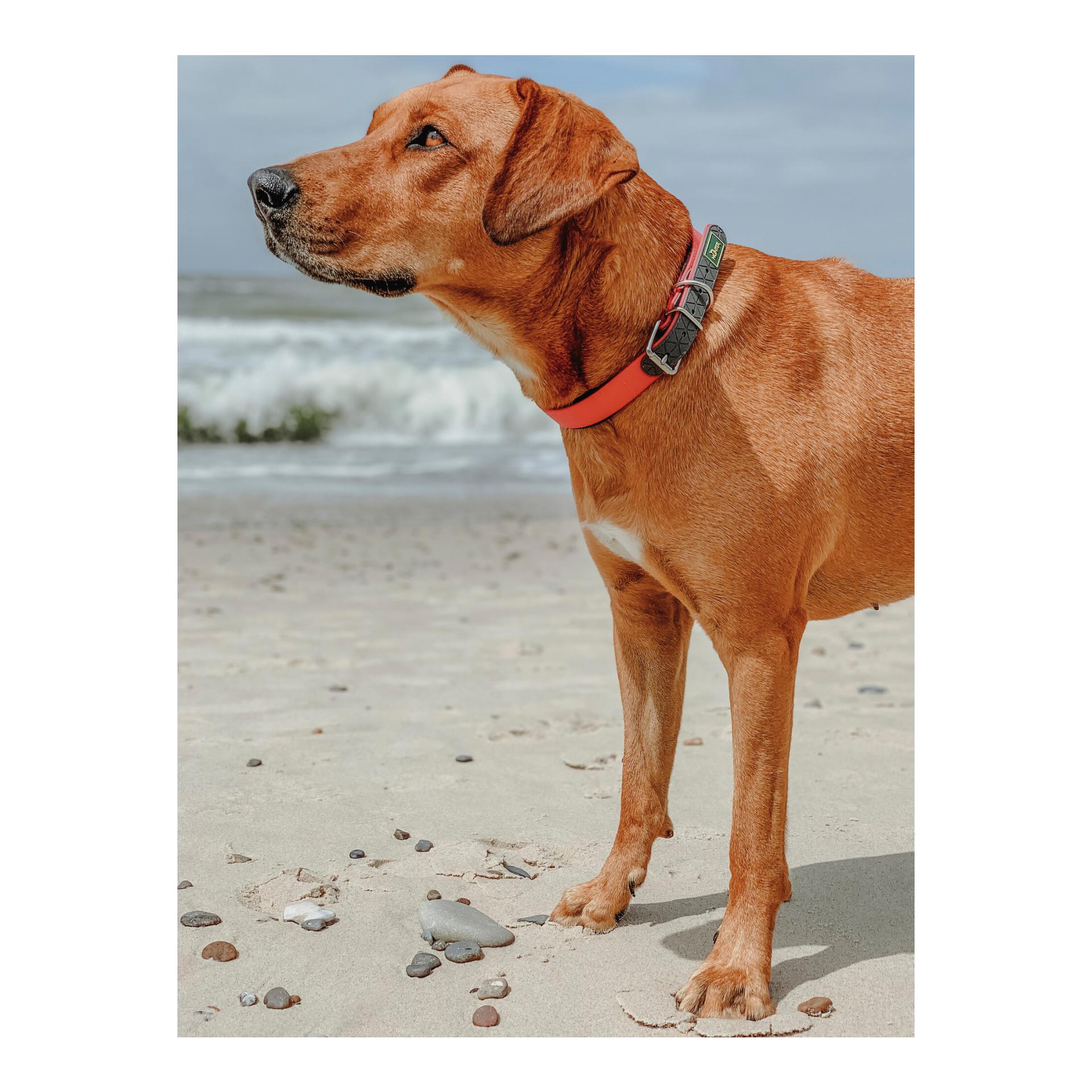 Hunter Halsband Convenience Comfort Biothane Neoprengepolstert - neonorange