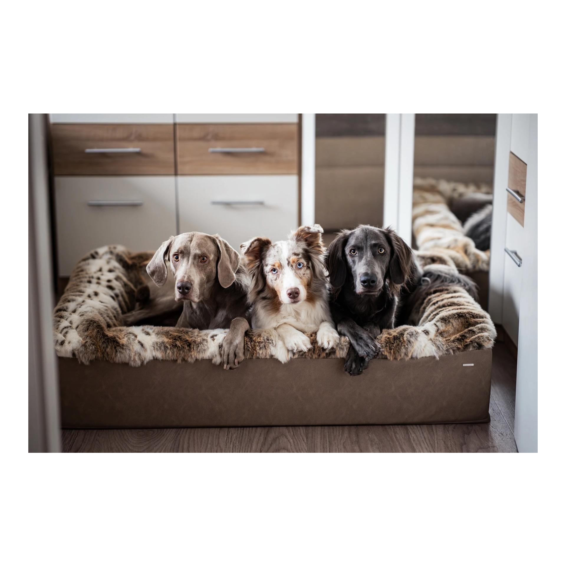 Dogspring by MAUL Hundebett Buddelbox® - luchs