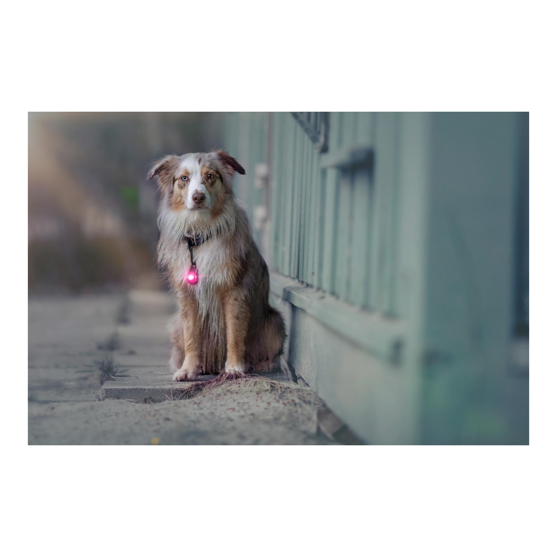 Orbiloc Safety Light Orbiloc Dog Dual – rose