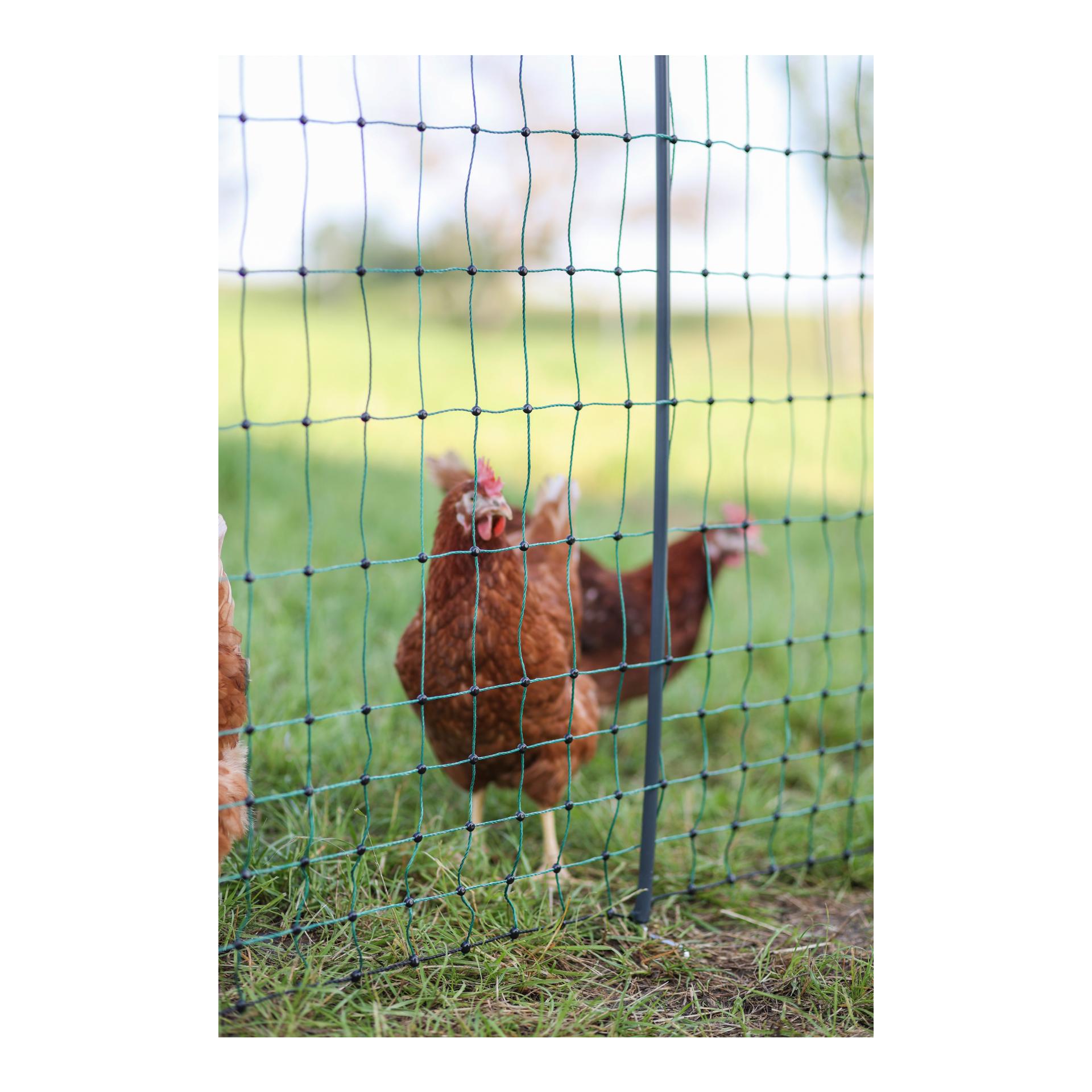 AKO Geflügelnetz Premium - 122 cm x 50 m