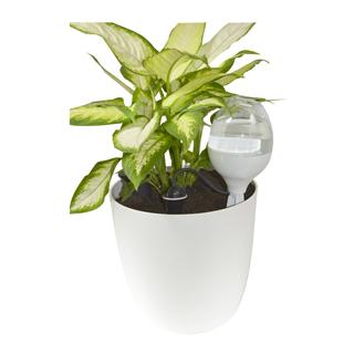 Guillouard Wassertank mit Tropfer