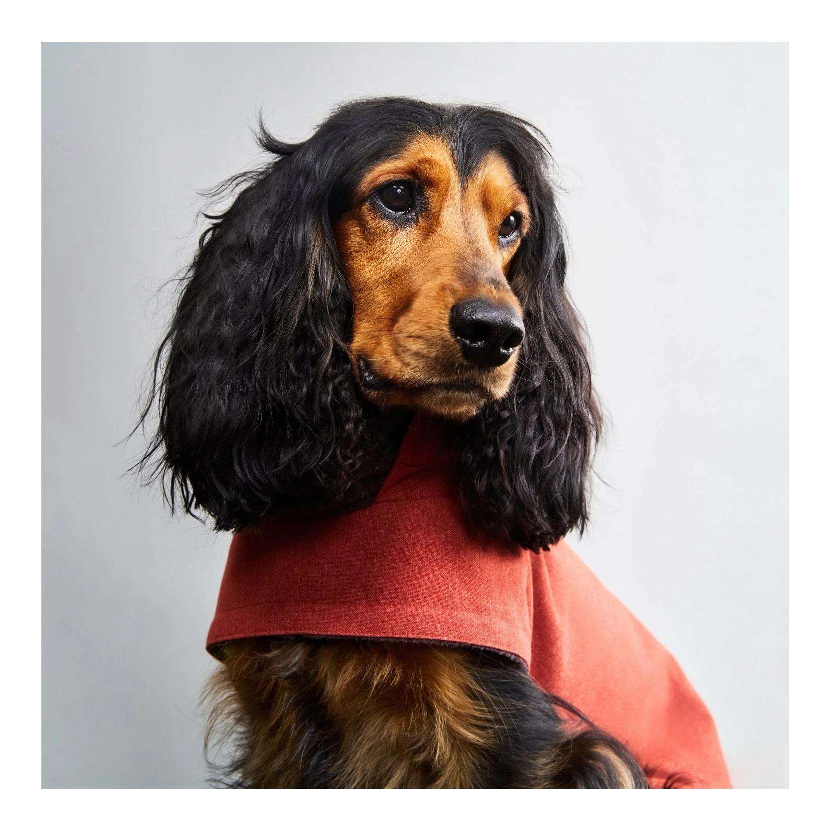 Cloud 7 Manteau d'hiver pour chien Brooklyn Regular