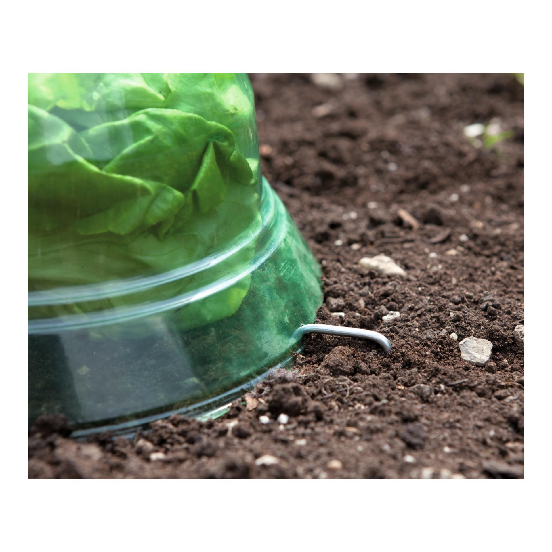 Windhager Cloche pour plants