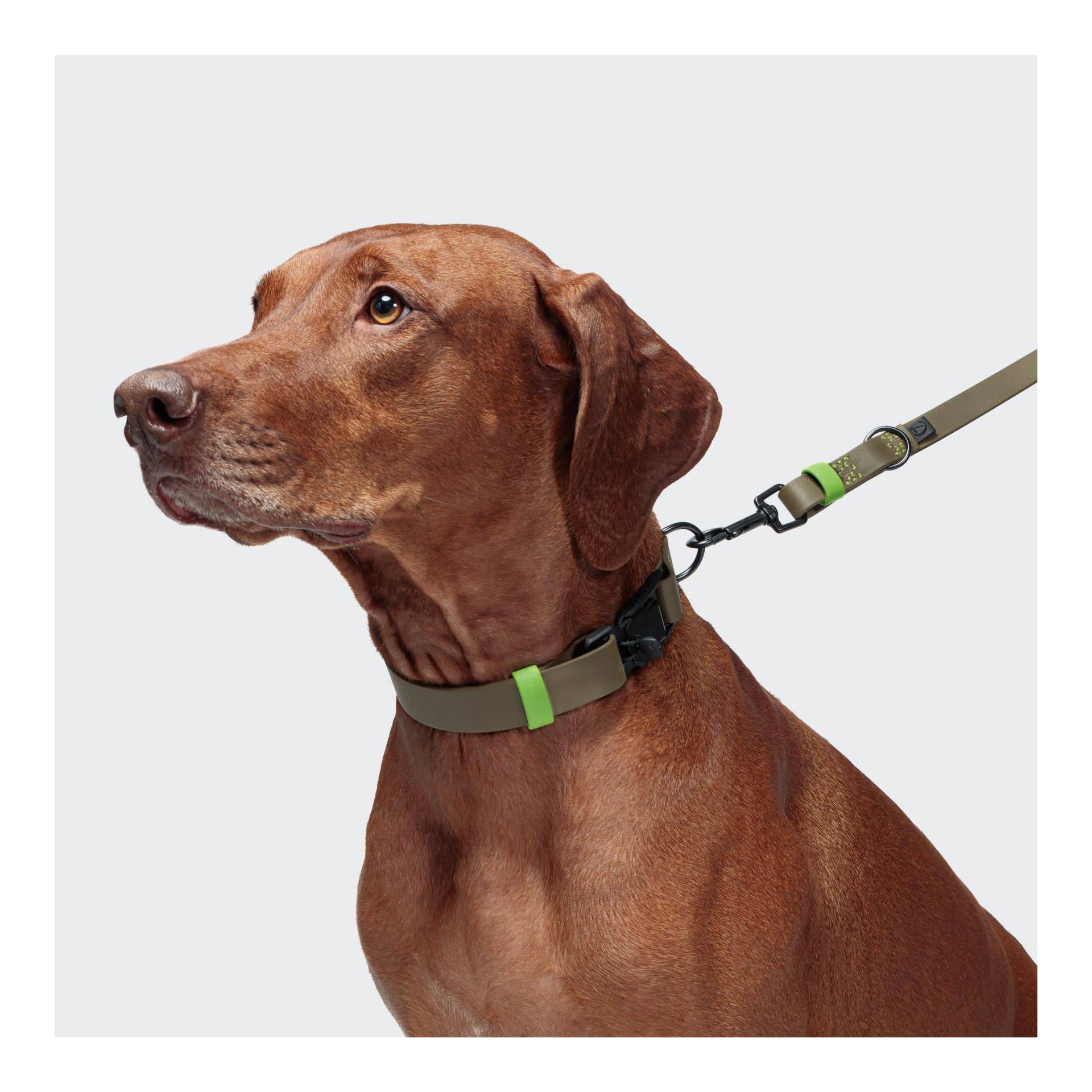 Cloud 7 Collier de chien Biothane Ipanema