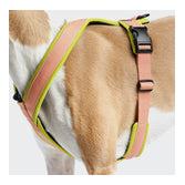 Cloud 7 Y-1-Hundegeschirr Air-Mesh