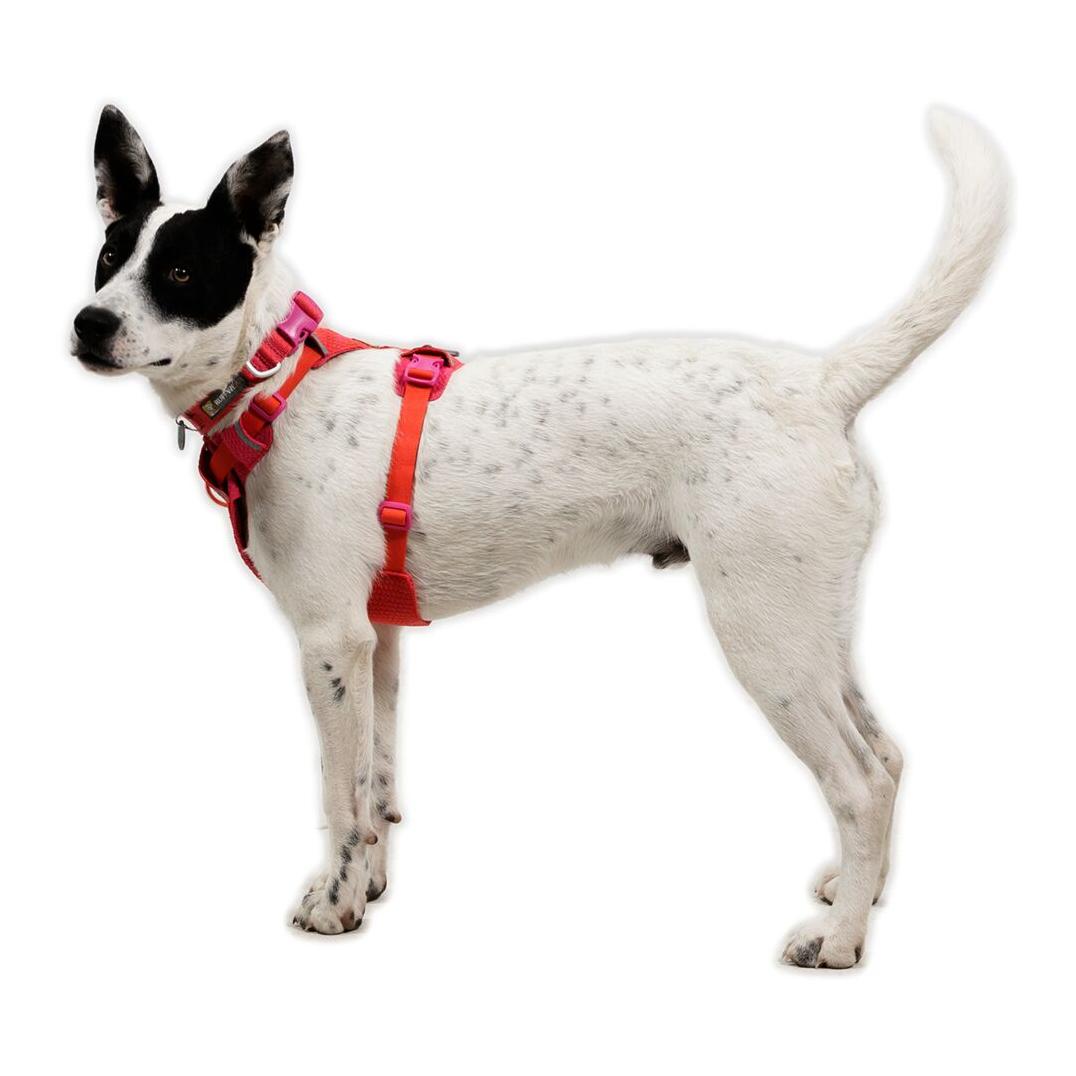 Ruffwear Front Range® Flex Harnais pour chien