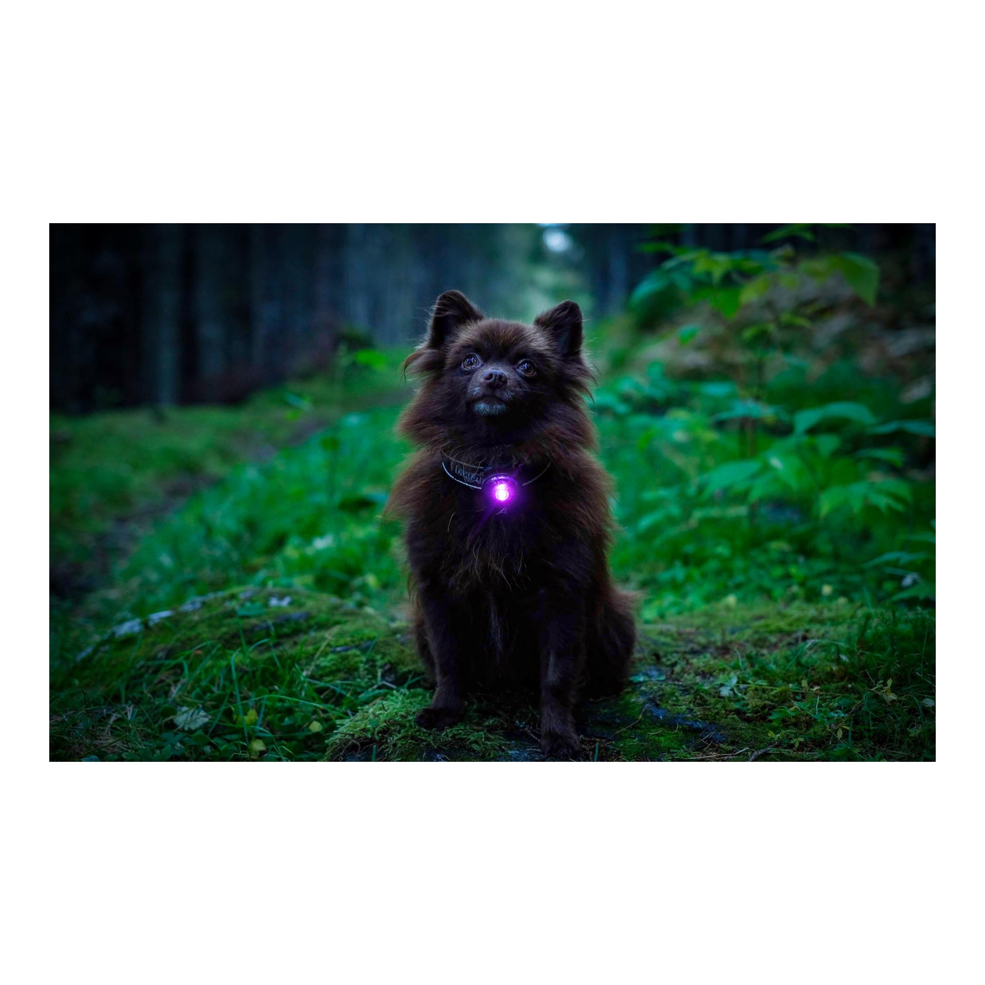 Orbiloc Safety Light Orbiloc Dog Dual - violett
