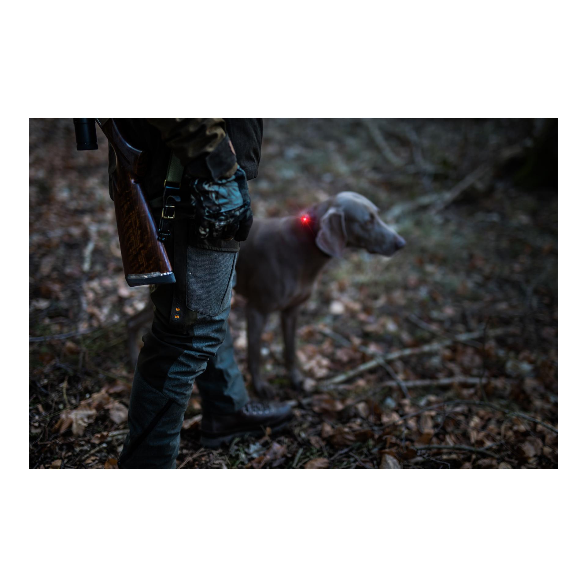 Orbiloc Safety Light Orbiloc Dog Dual - rot