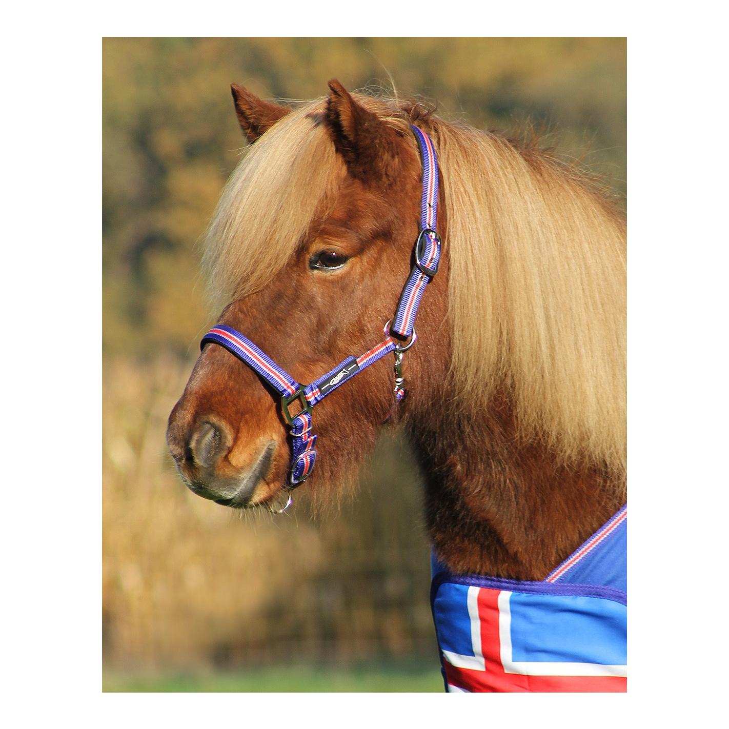 QHP Licol Icelandic - bleu