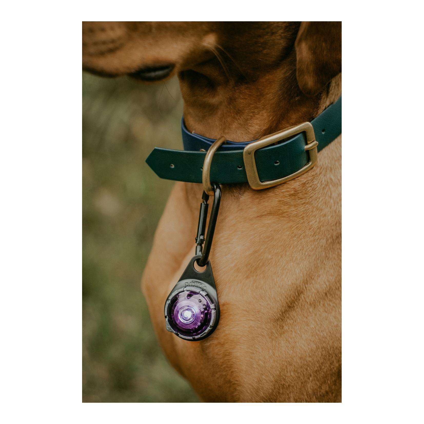 Orbiloc Safety Light Orbiloc Dog Dual - violett