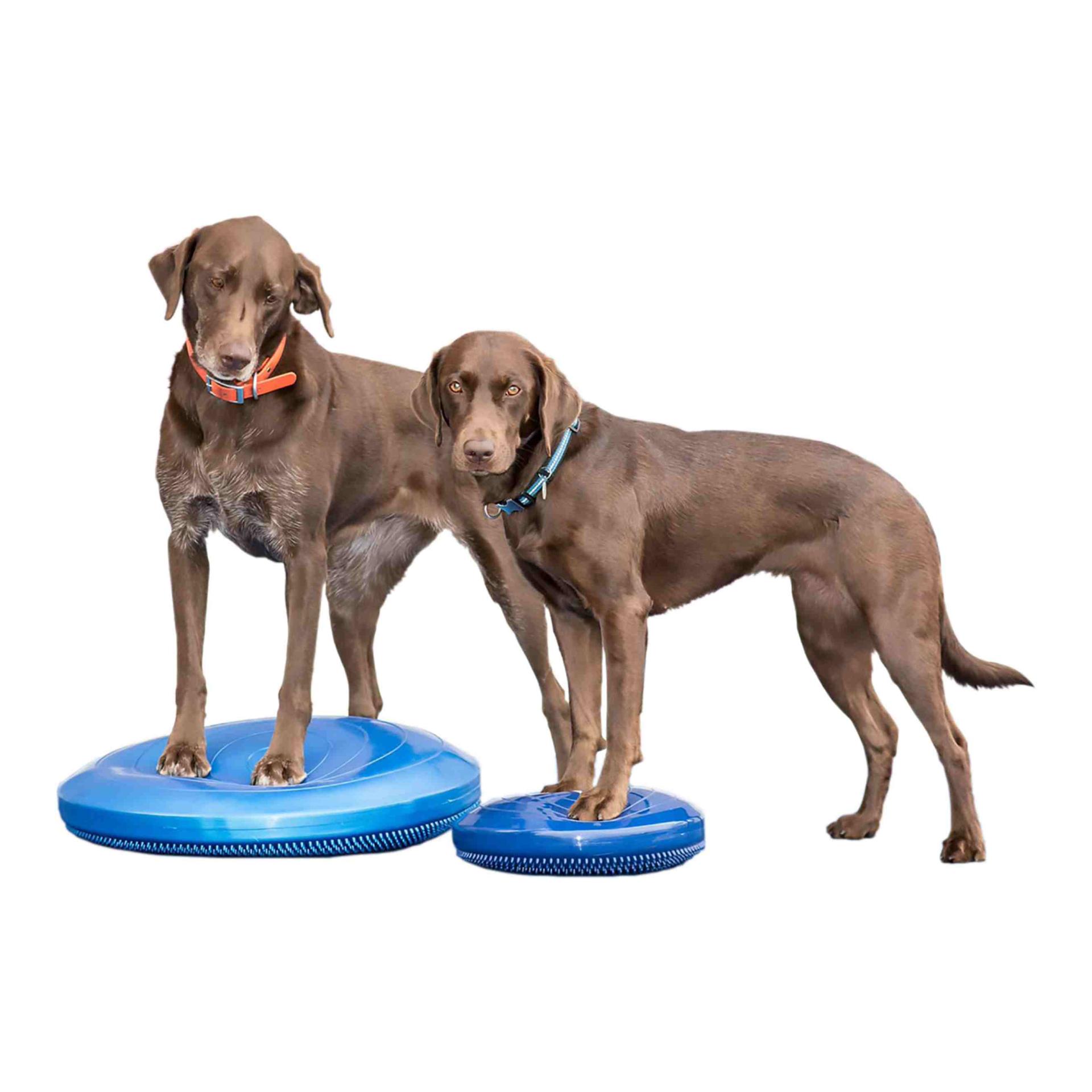 FitPaws Balance Disk