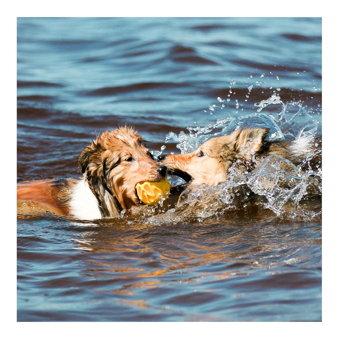 Beat Grossenbacher Jouet pour chien Baxter Ball