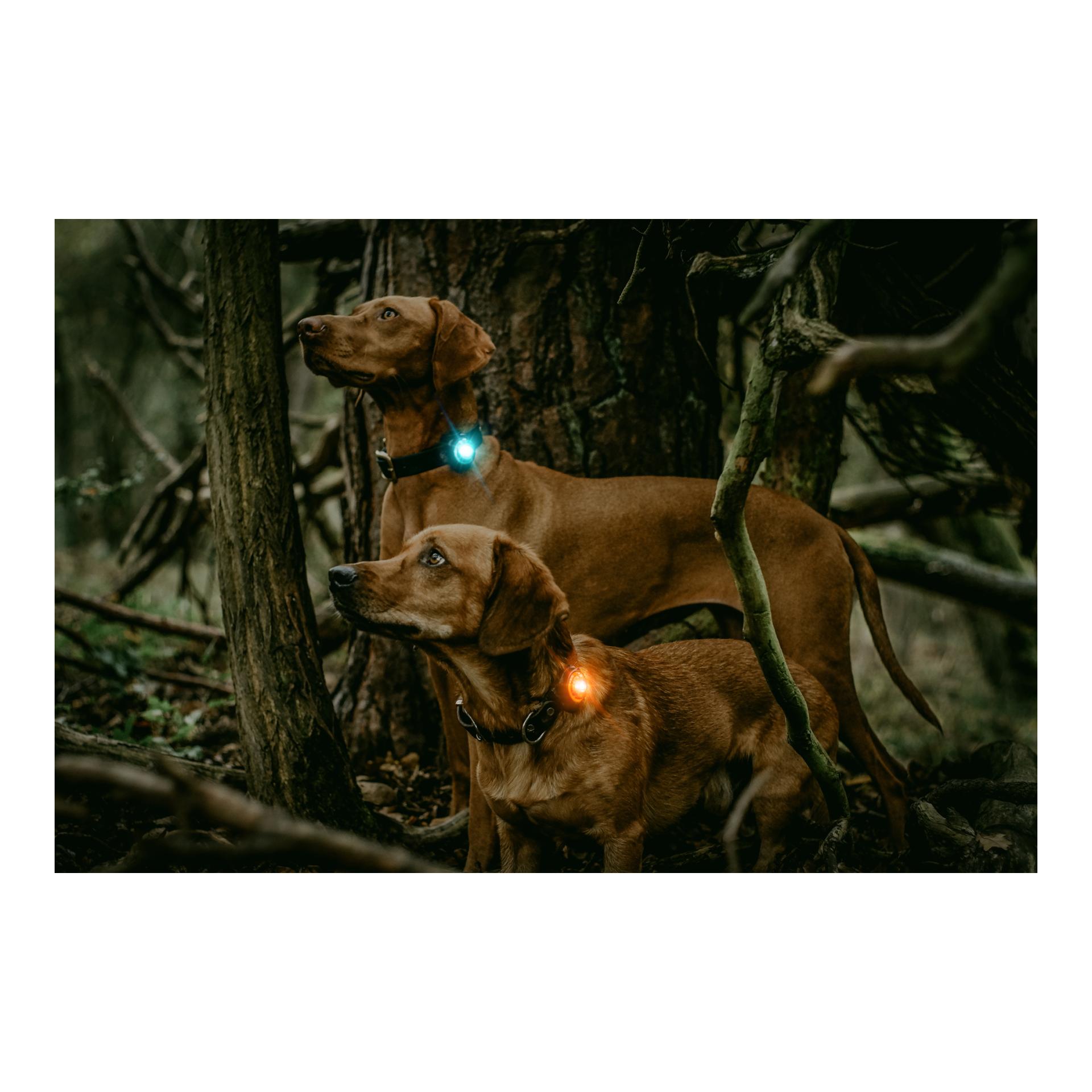 Orbiloc Safety Light Orbiloc Dog Dual - türkis