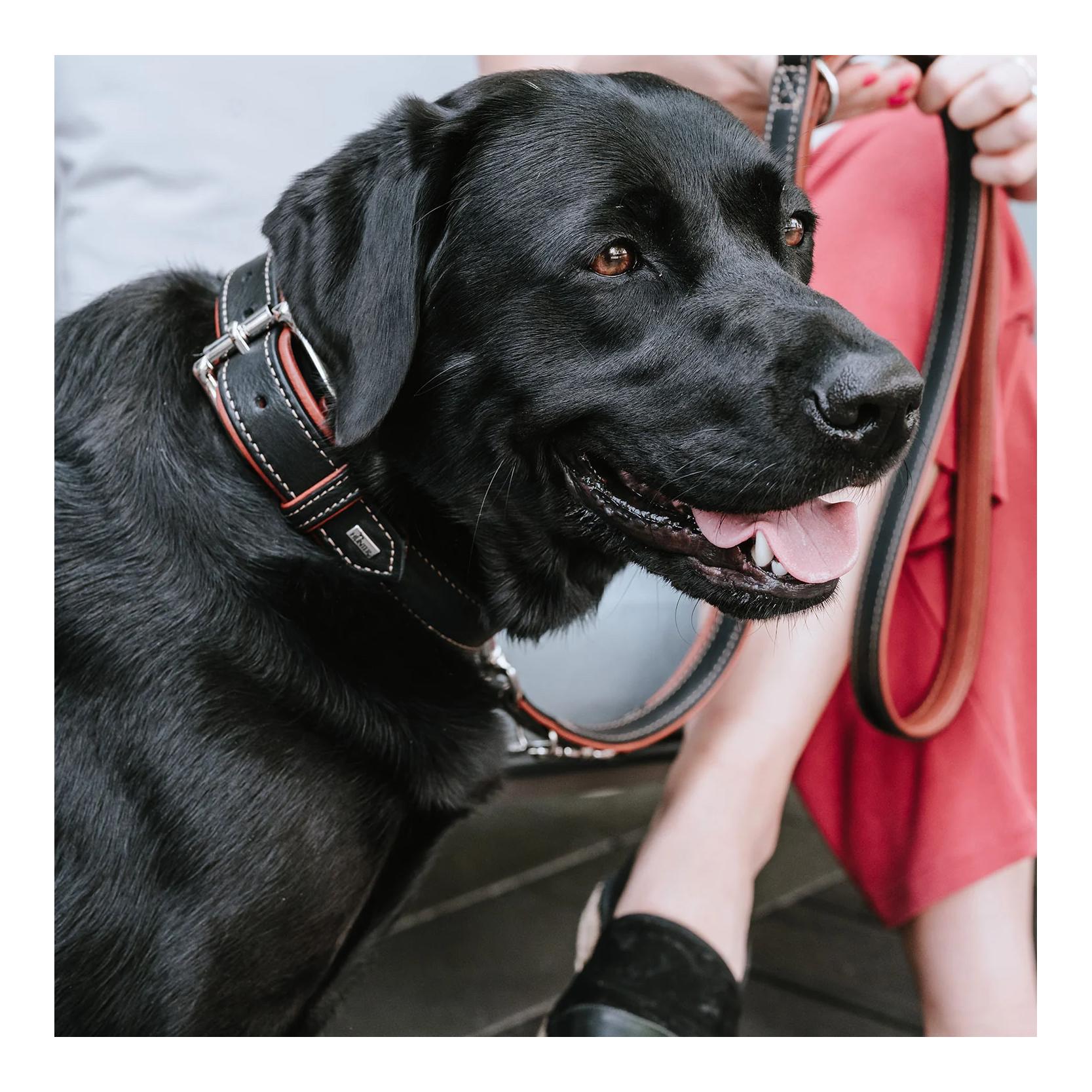 Hunter Halsband Canadian Up