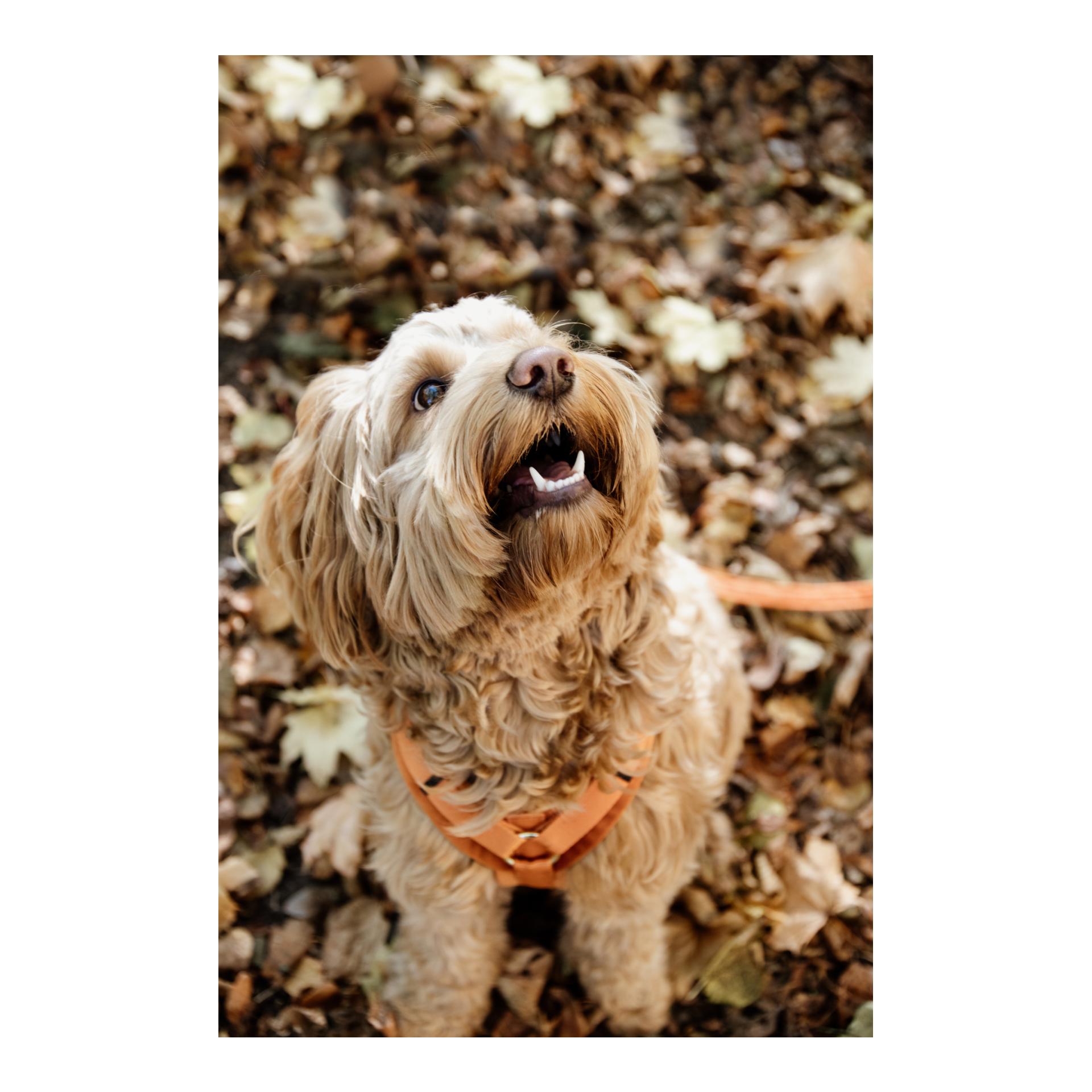 Kentucky Dogwear Harnais pour chien Active Velvet