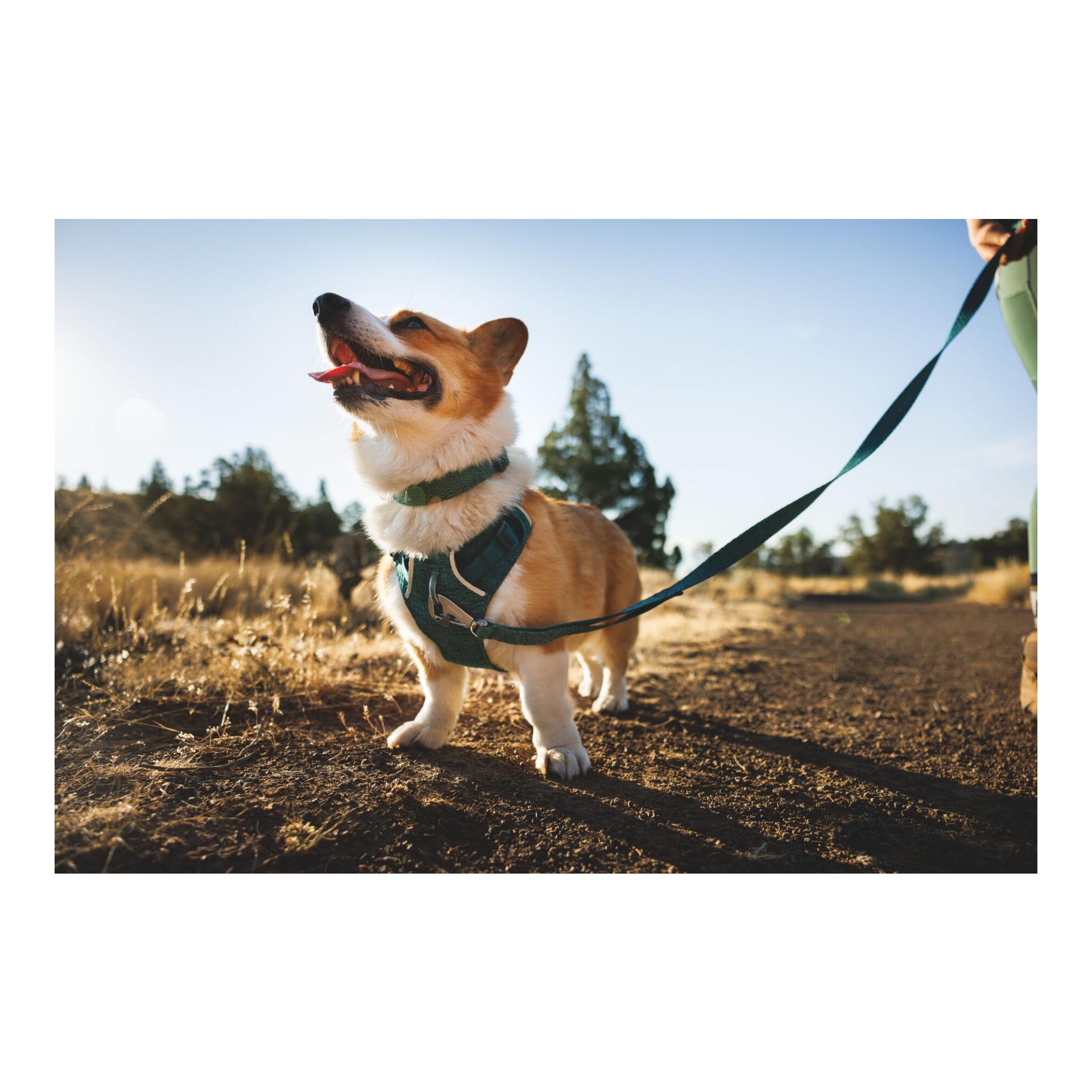 Ruffwear Collier pour chien Front Range™ Flex