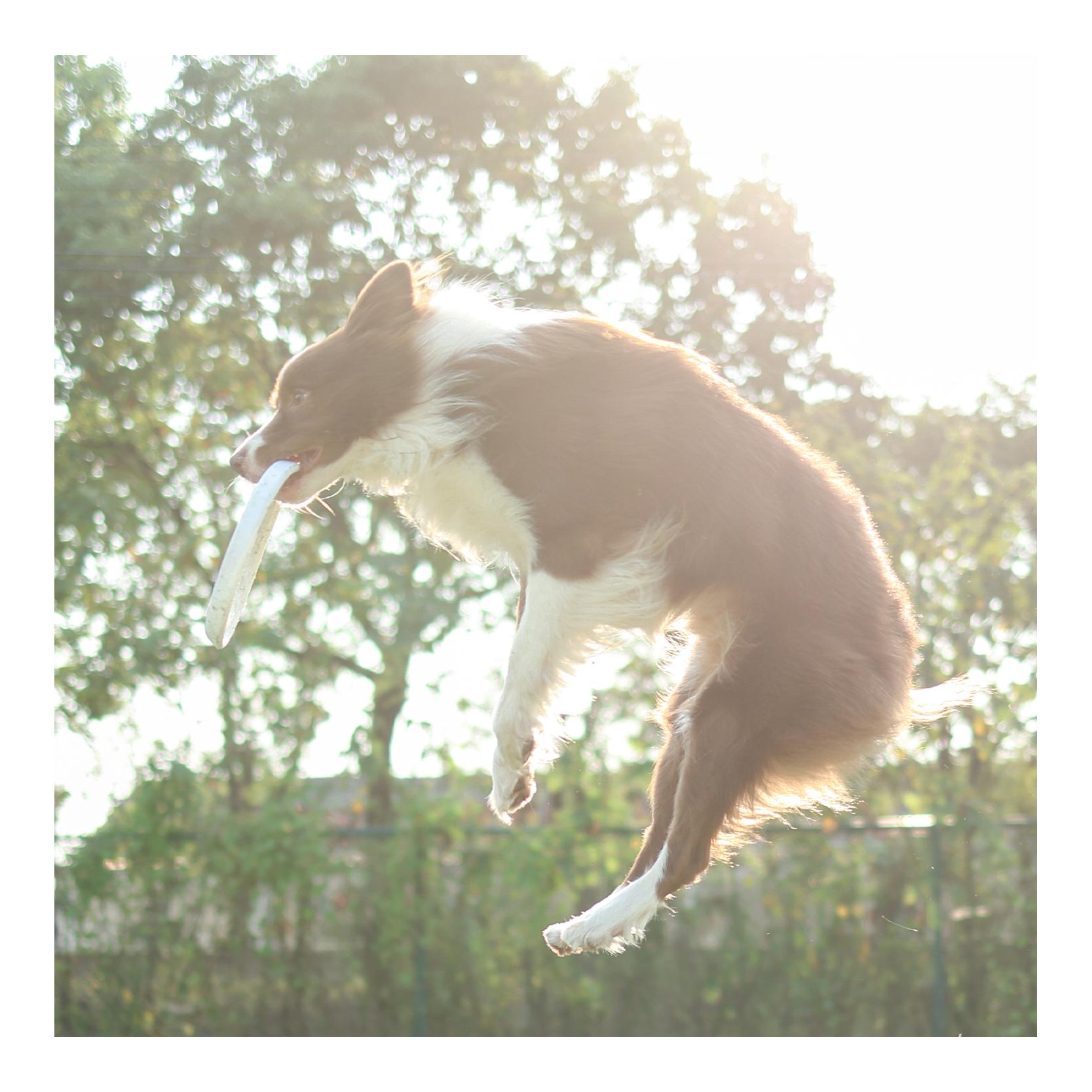 Gigwi Bounce Pop Pal Frisbee