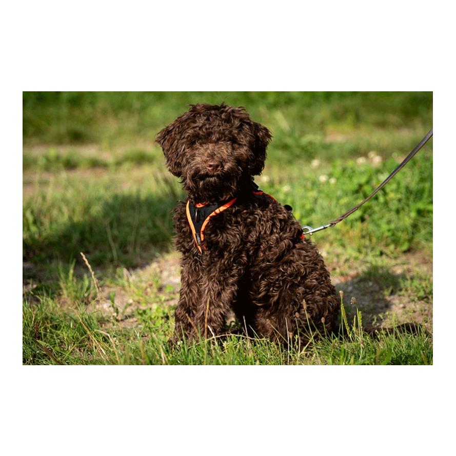 Beat Grossenbacher Harnais pour chiots Puppy