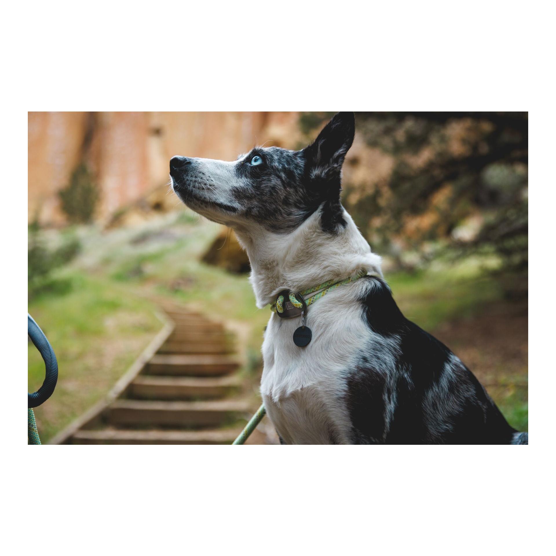 Ruffwear Knot-a-Collar Hundehalsband