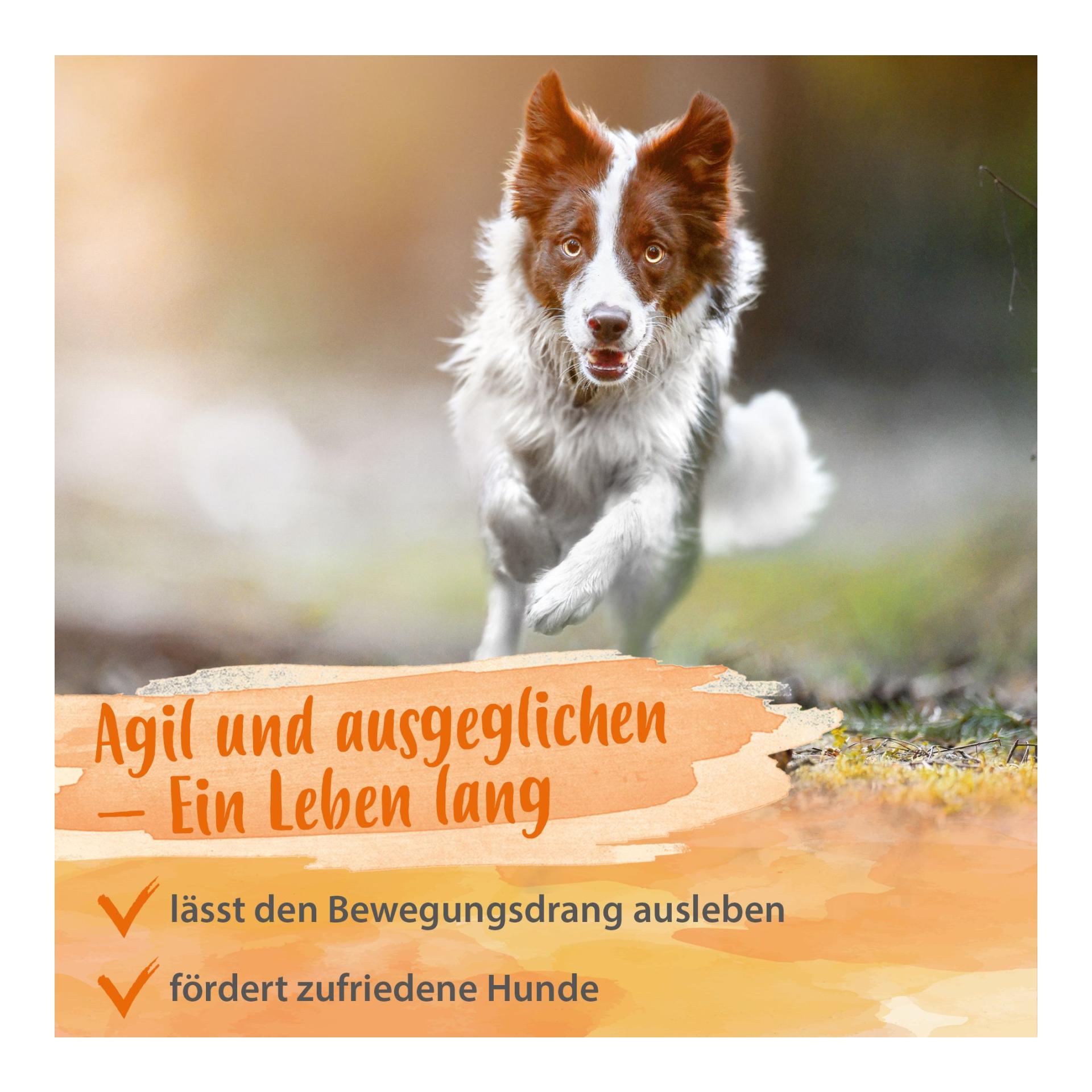 IdaPlus Artisan Forte - Gelenktabletten für Hunde