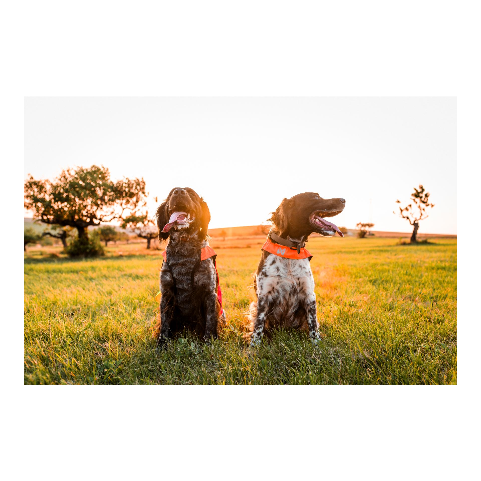 Non-stop Dogwear Gilet de protection 2.0