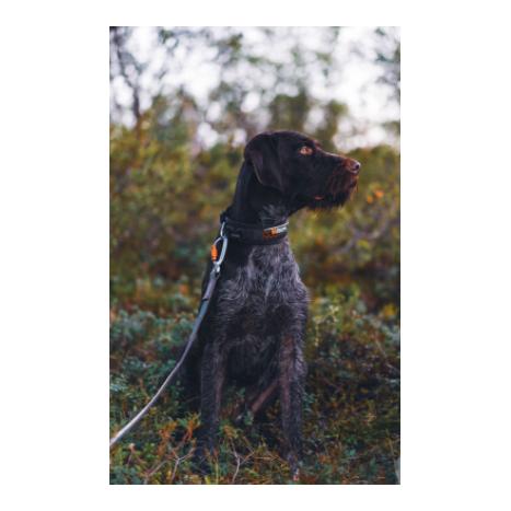 Non-stop Dogwear Rock Adjustable Collar