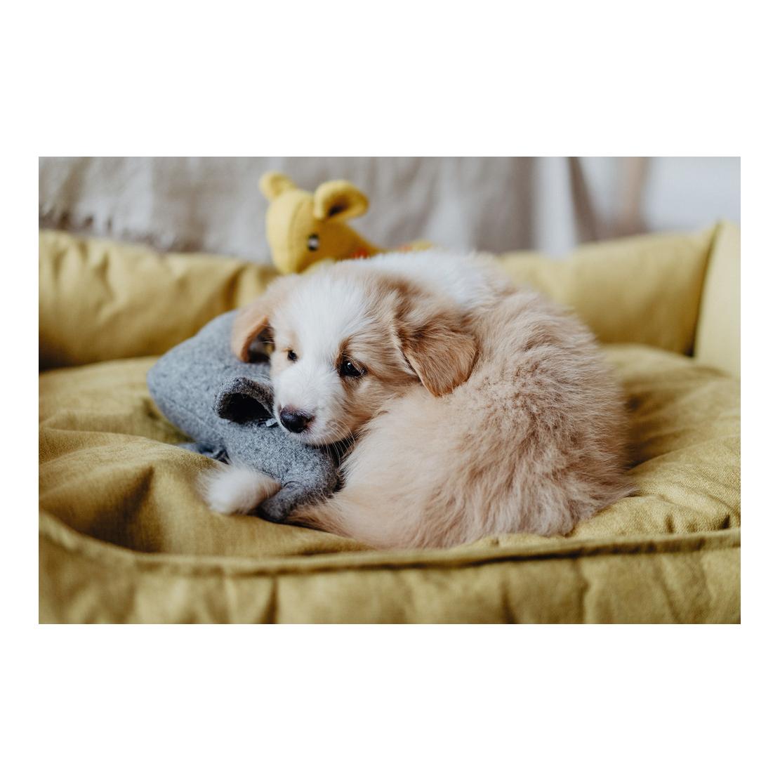 Hunter Jouet pour chien Eiby éléphant - gris