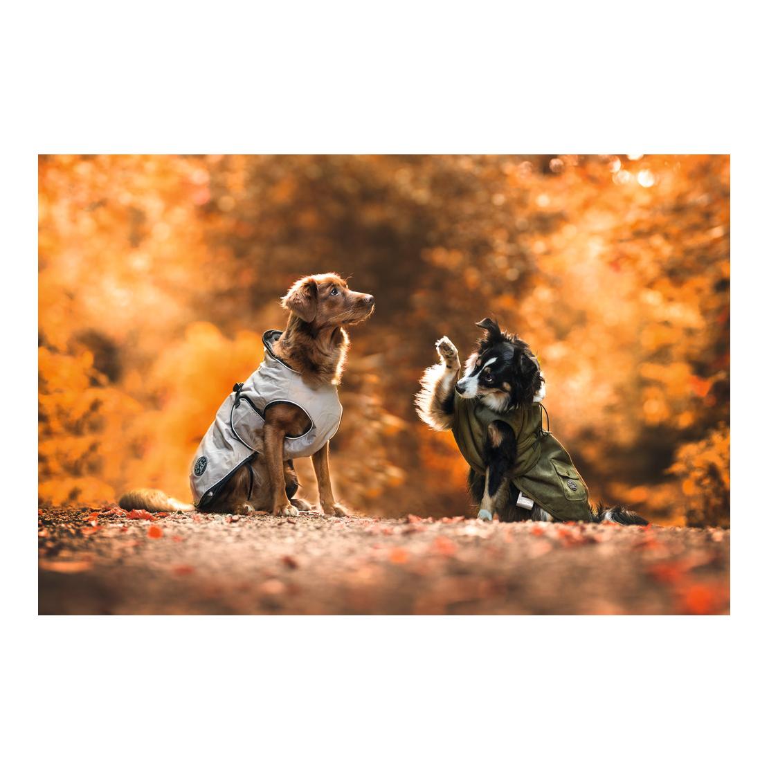 Hunter Manteau pour chien Uppsala polaire amovible- taupe
