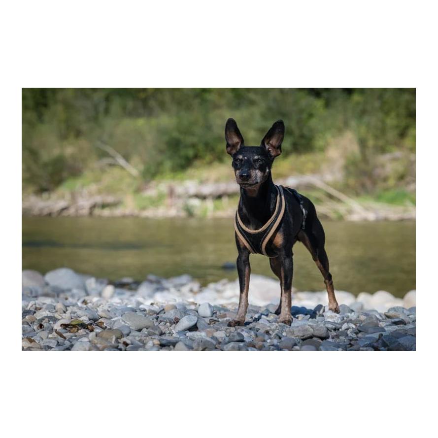 Beat Grossenbacher Dogs Fun Run Hundegeschirr
