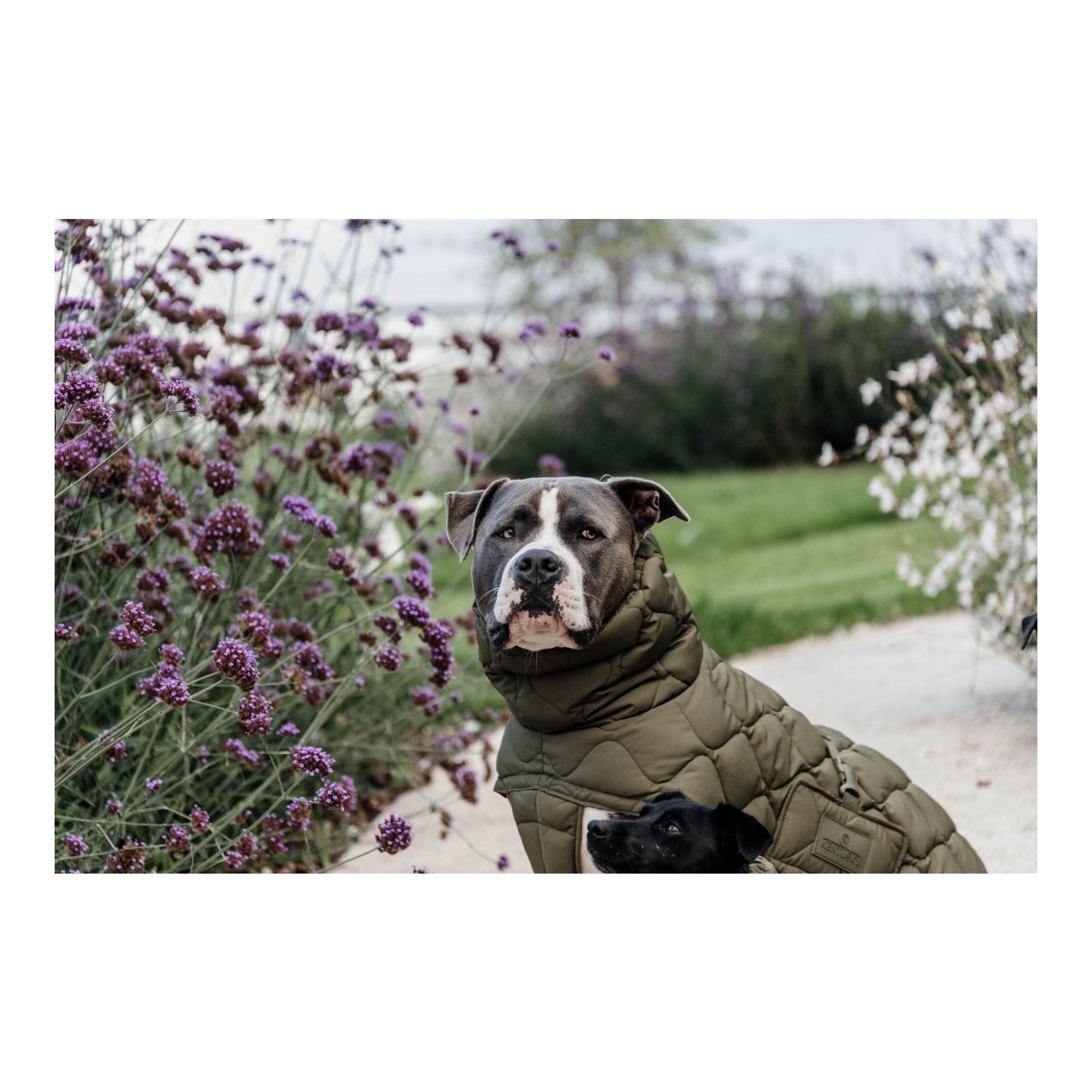 Kentucky Dogwear Hundemantel Pina - 160g
