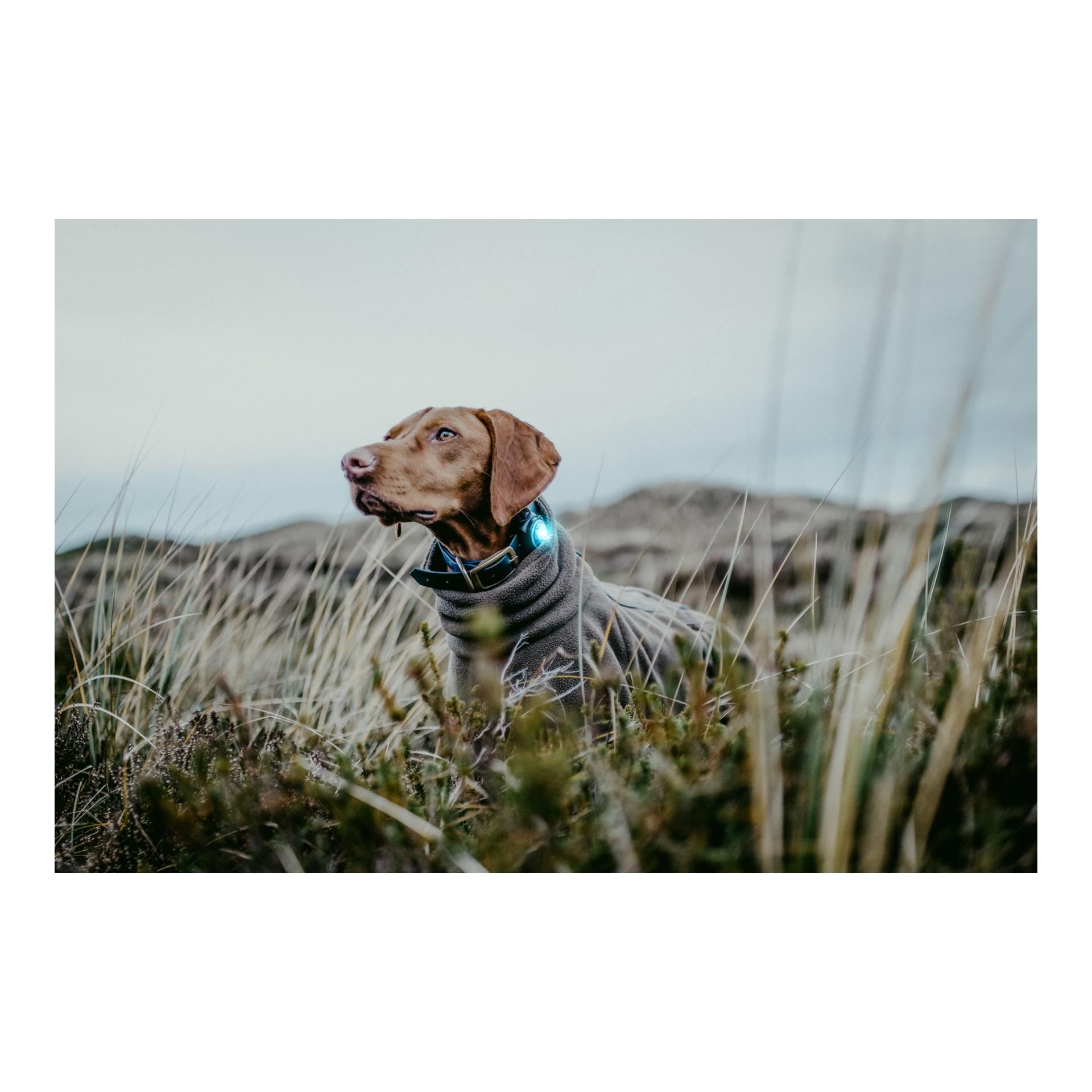 Orbiloc Safety Light Orbiloc Dog Dual - türkis