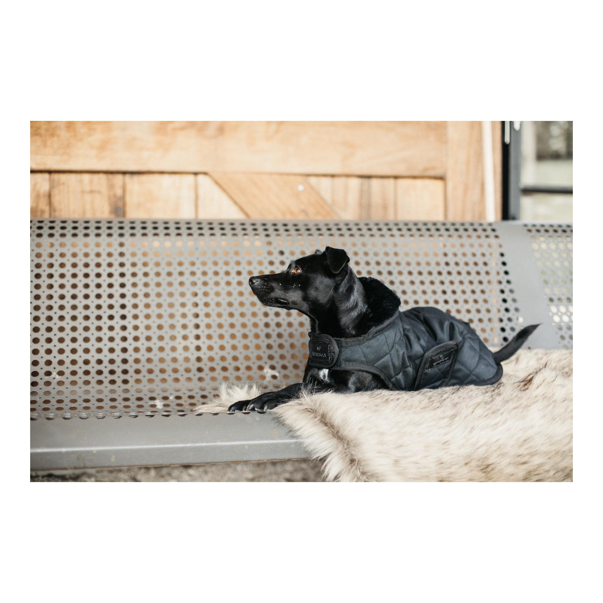 Kentucky Dogwear Manteau pour chien Original - black/black