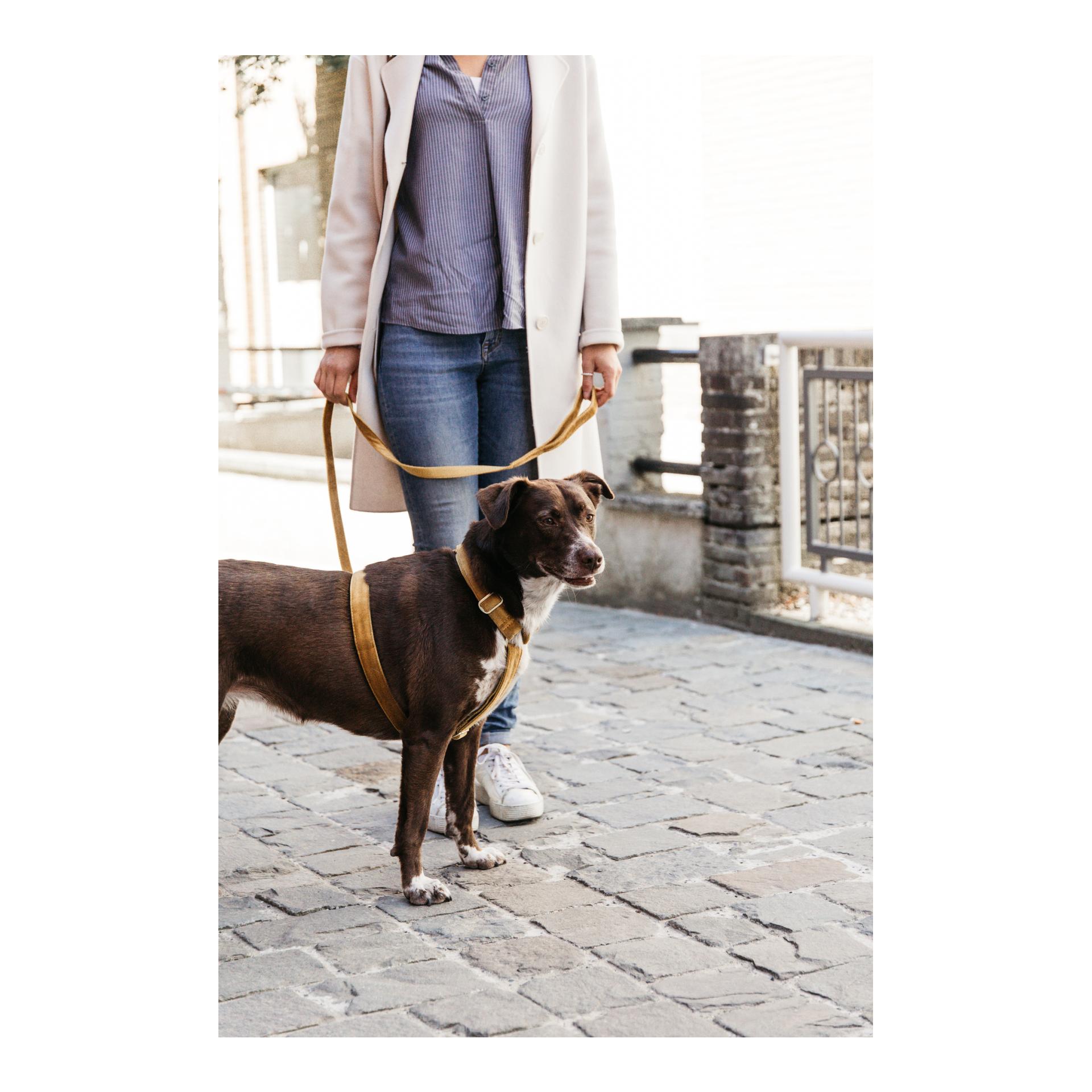 Kentucky Dogwear Hundeleine Velvet - mustard