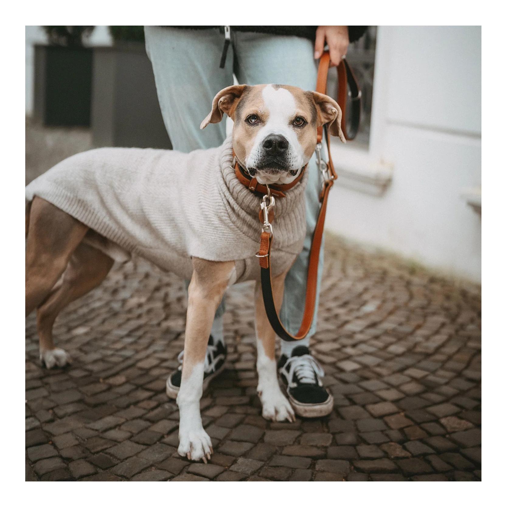 Hunter Pull pour chien Genève