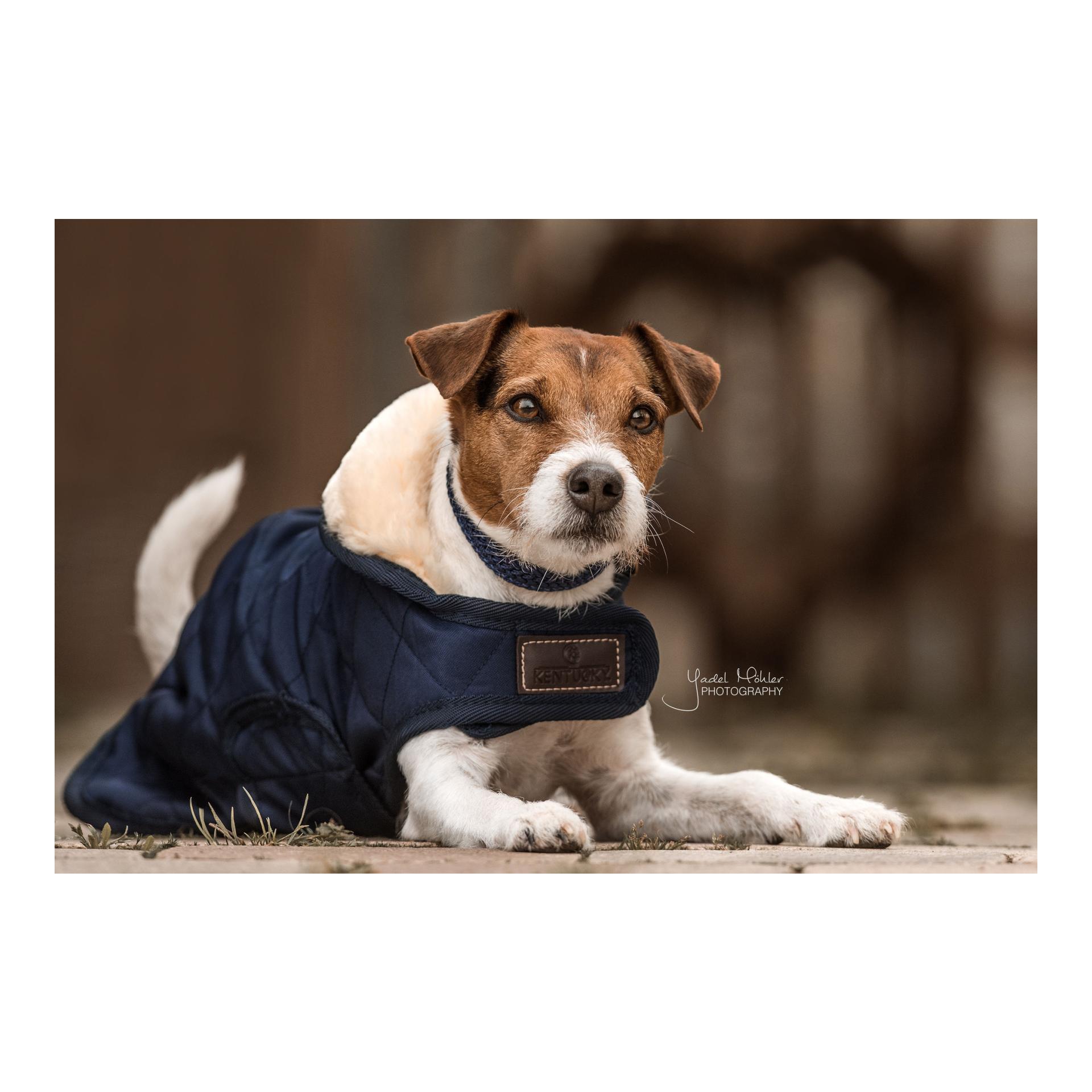Kentucky Dogwear Manteau pour chien Original - marine