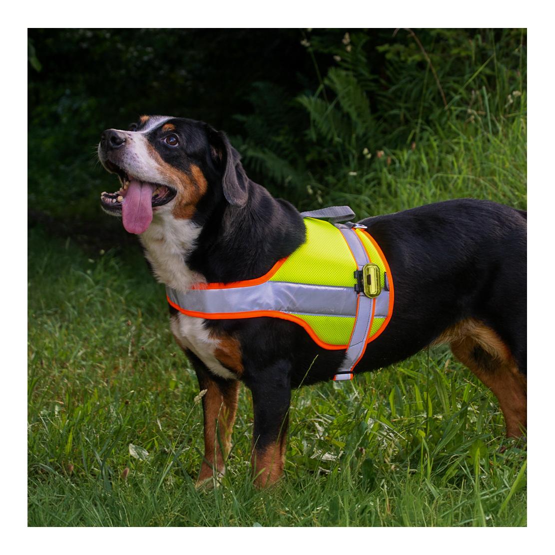 Beat Grossenbacher Hundeleuchtdecke Balou Profi  mit Led Lampen