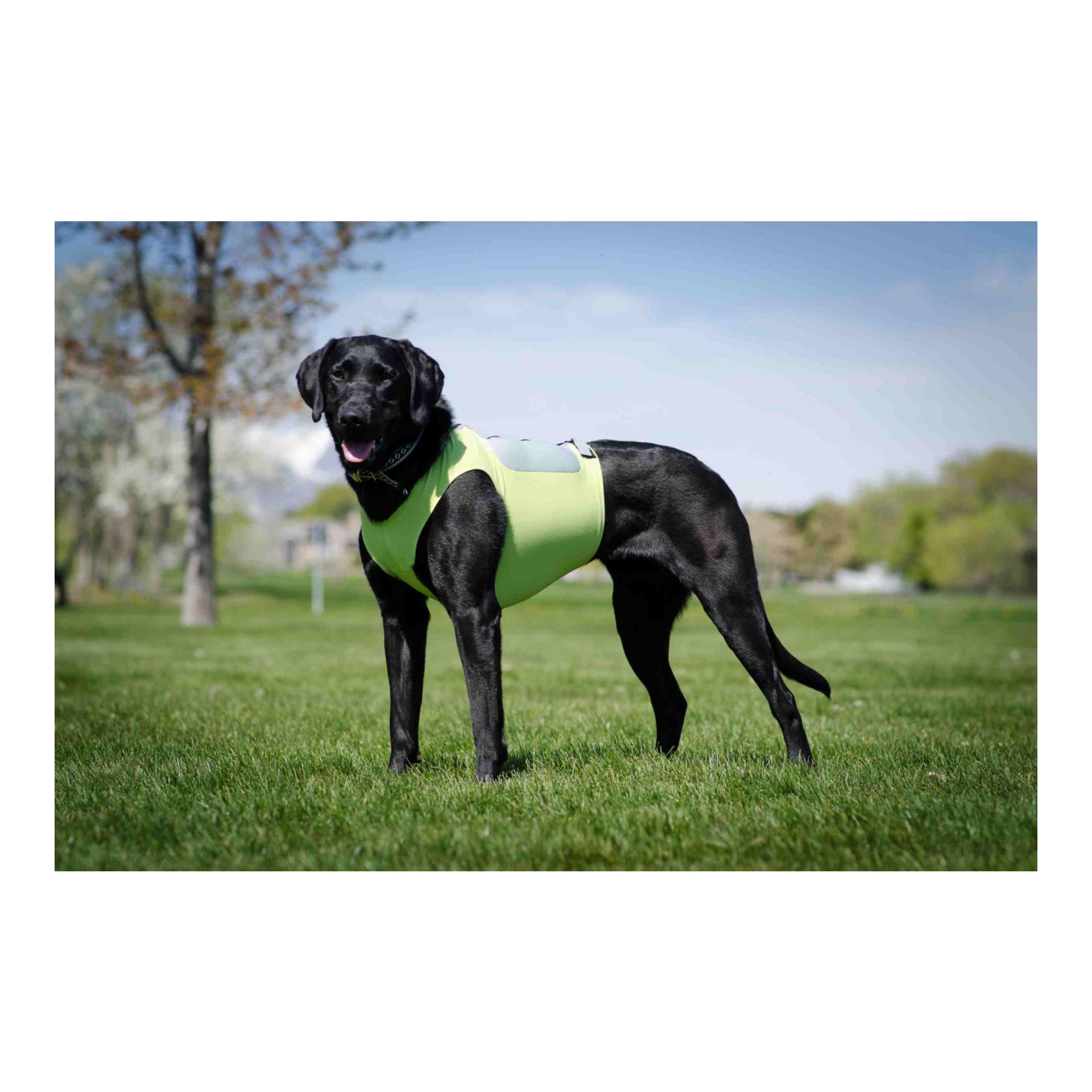 FitPaws K9FIT Vest Starter Kit