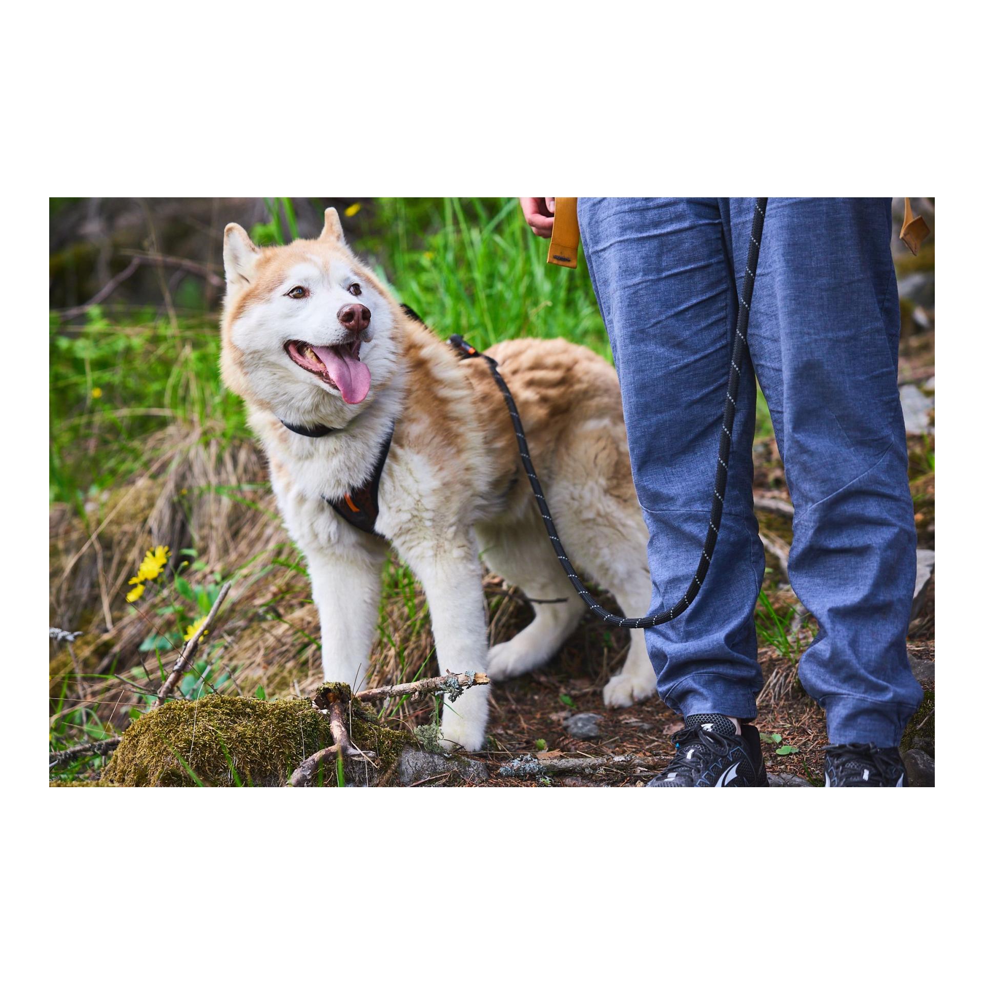Non-stop Dogwear Rock Leash Hundeleine